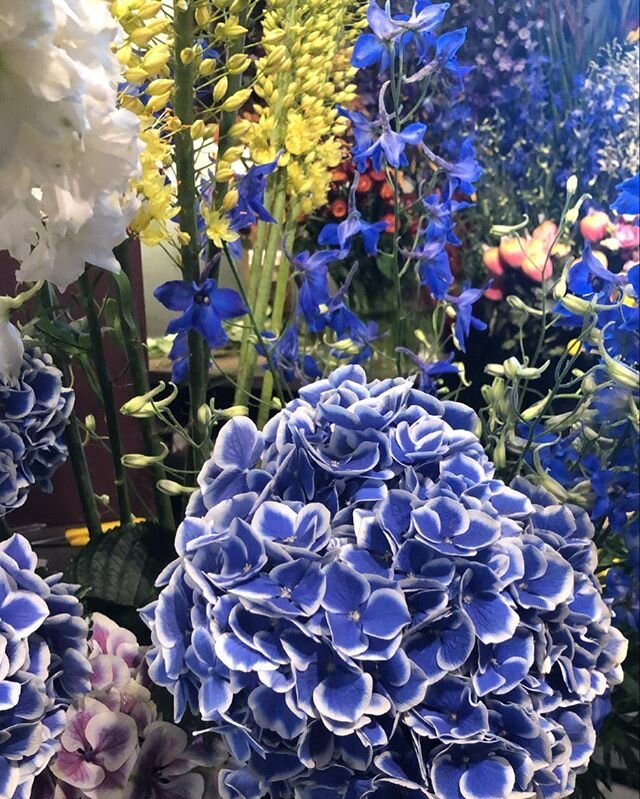 💙🌻#blue#flowers#yellow#hortensia#flowershop