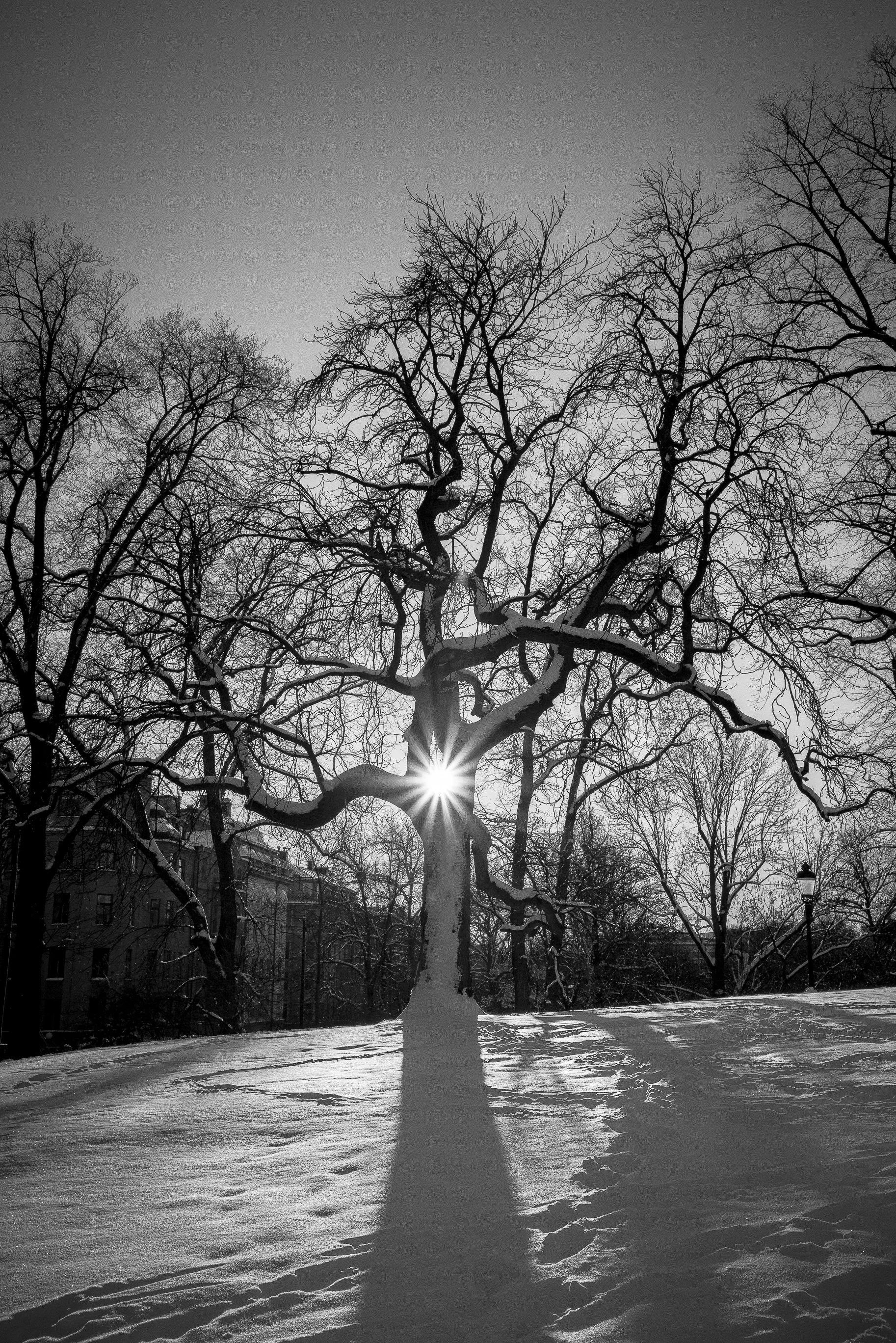 Treelight.jpg