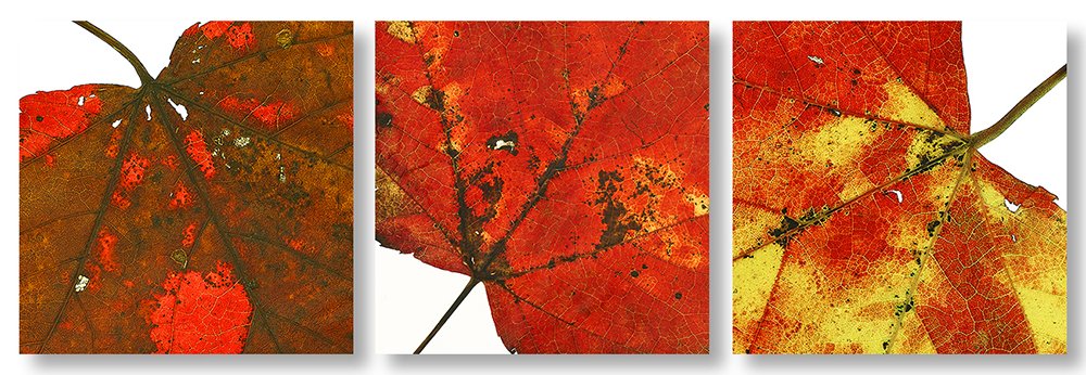 3 feuilles d'automne-V1-1000px.jpg