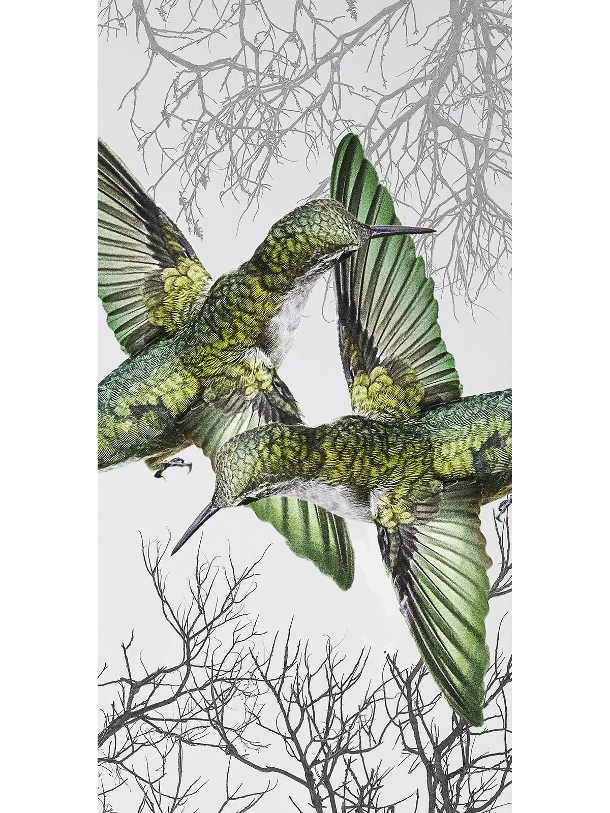 COLIBRIS-1200x1600.jpg