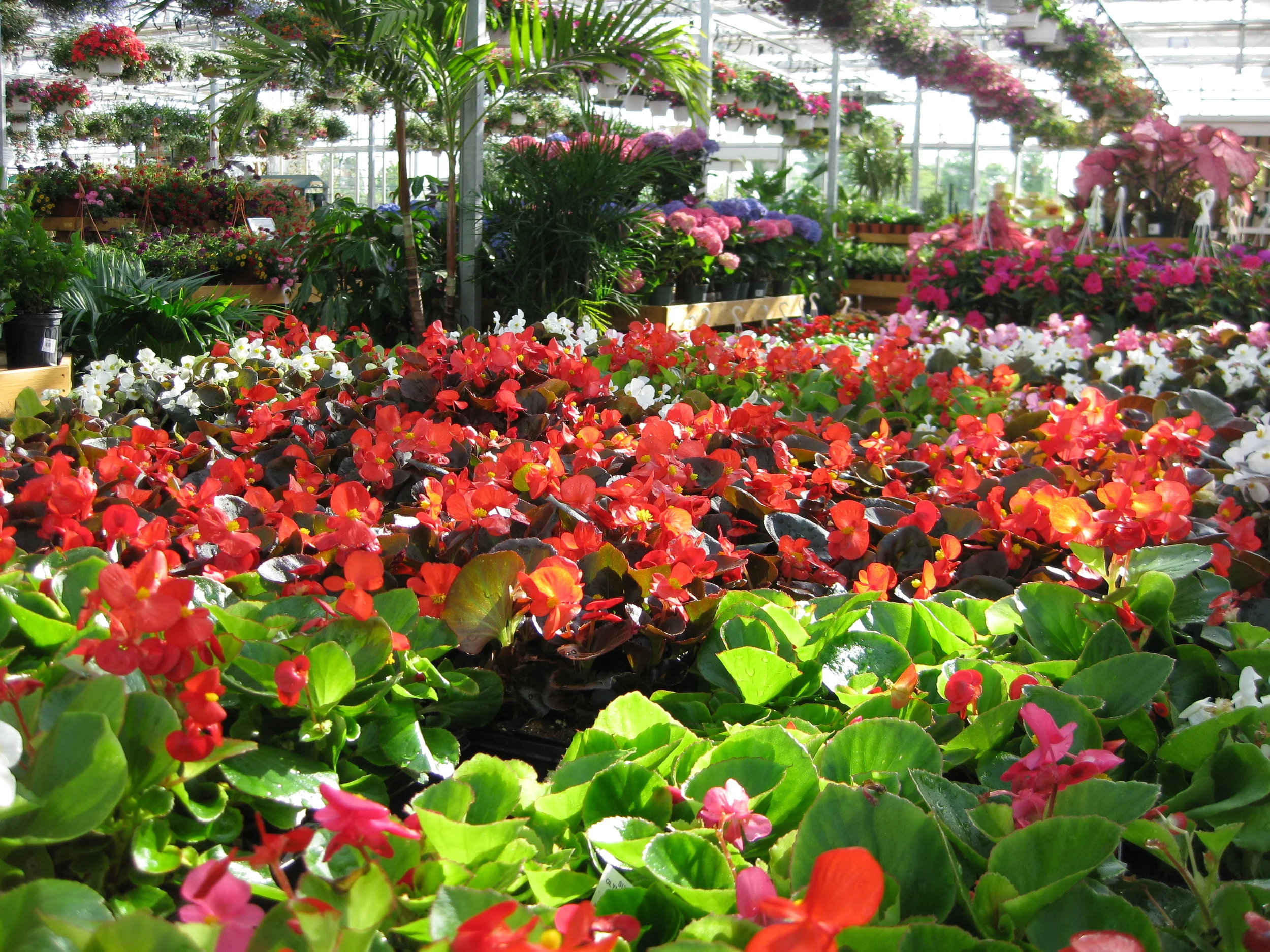 Wax begonias and Adonidia Palm