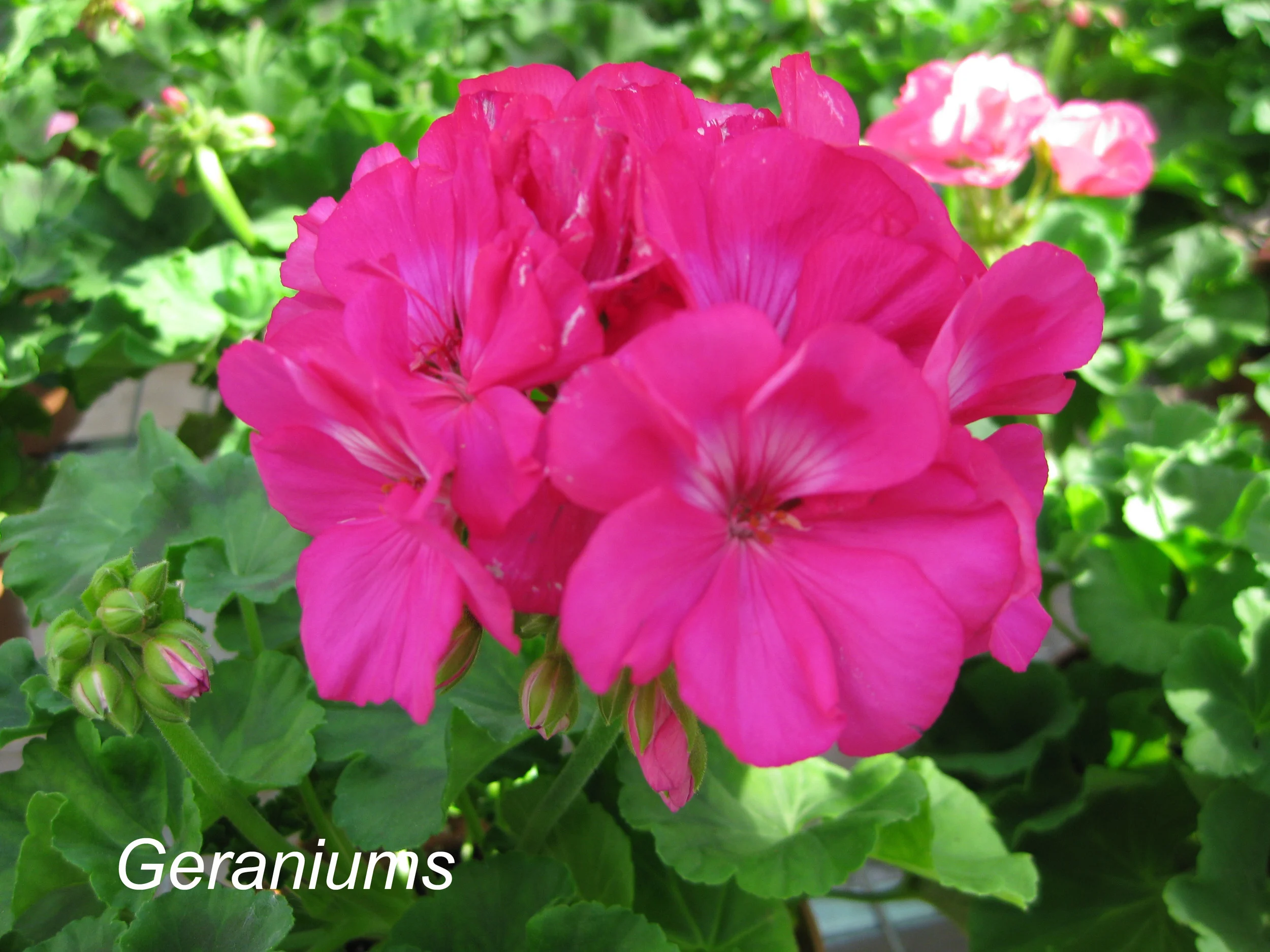 Geraniums.jpg