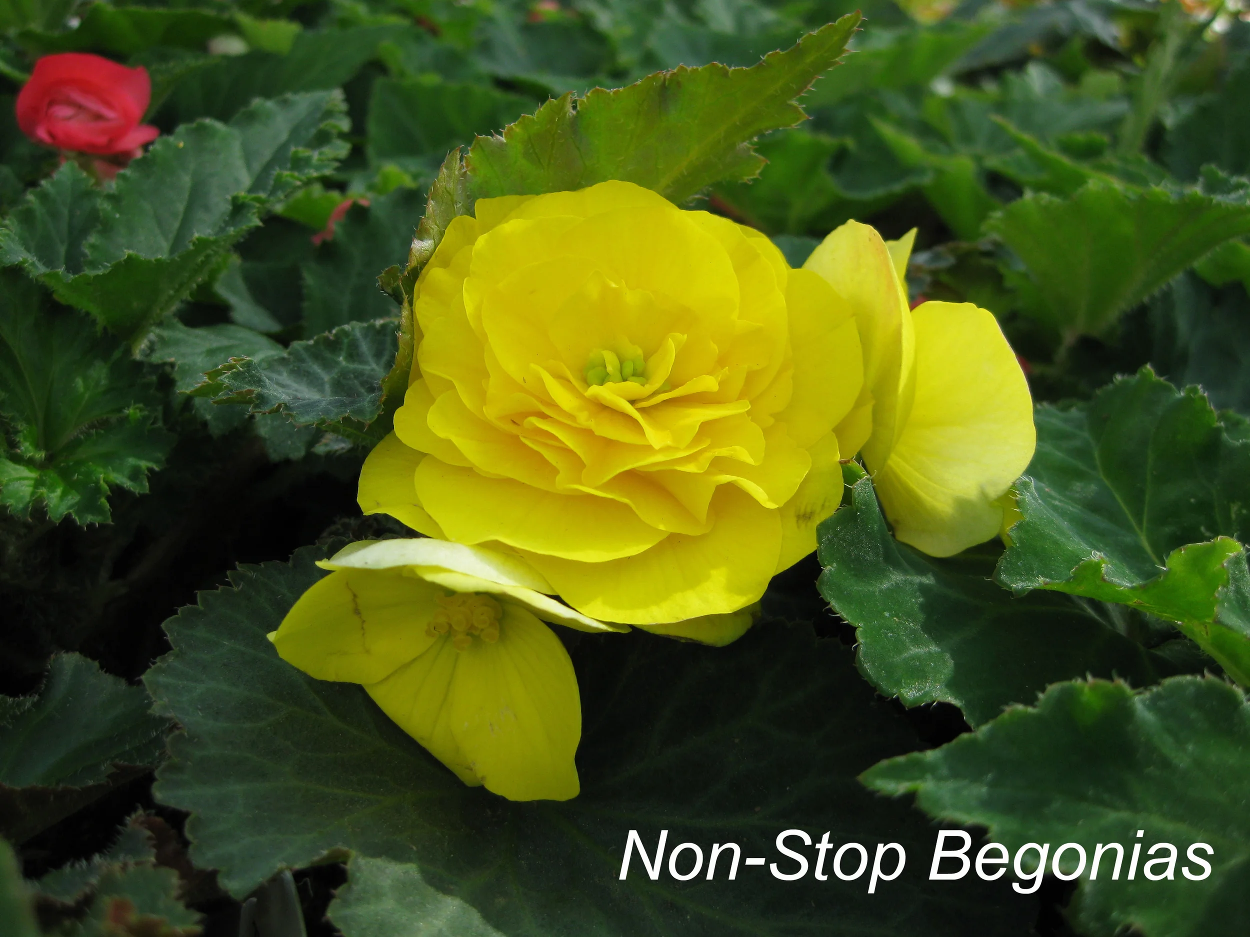 non stop begonias.jpg