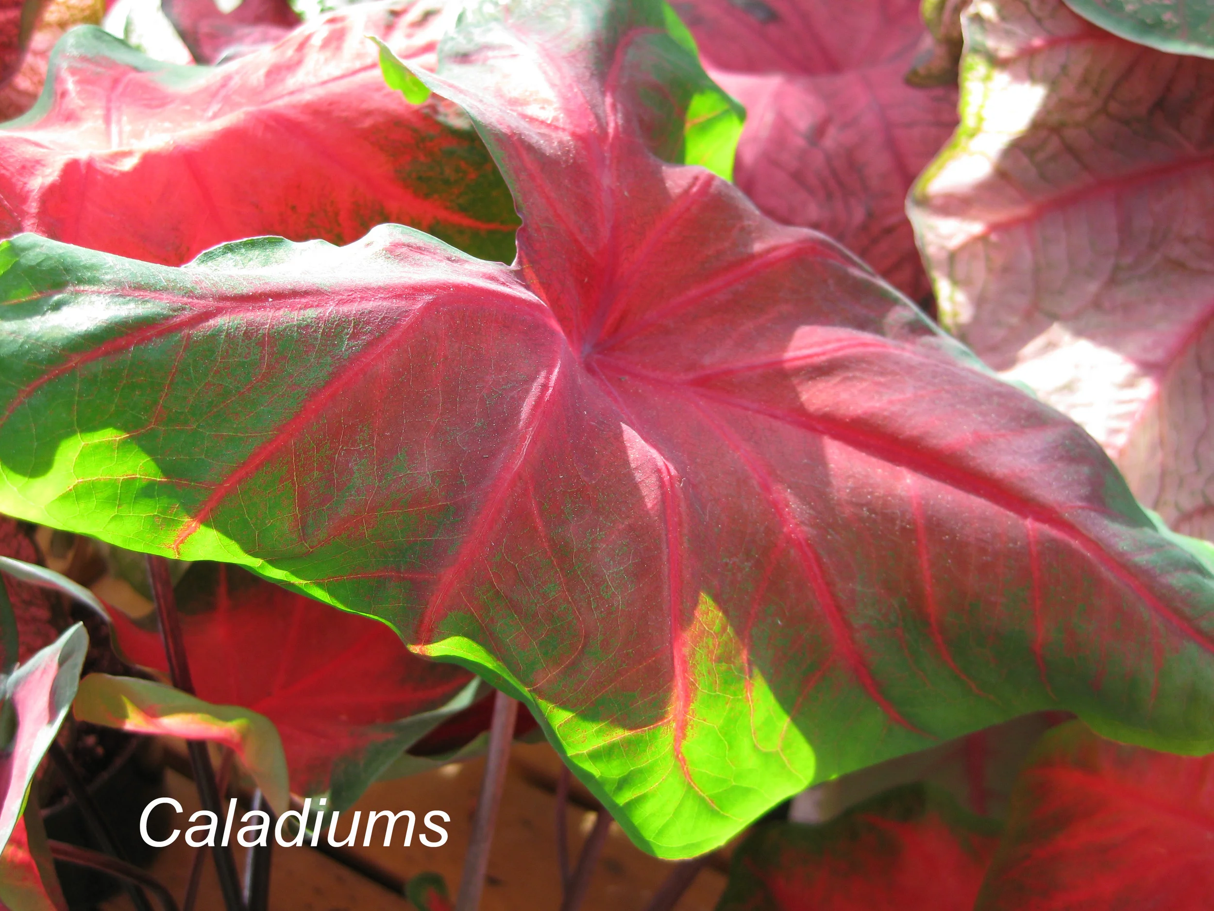 caladiums.jpg