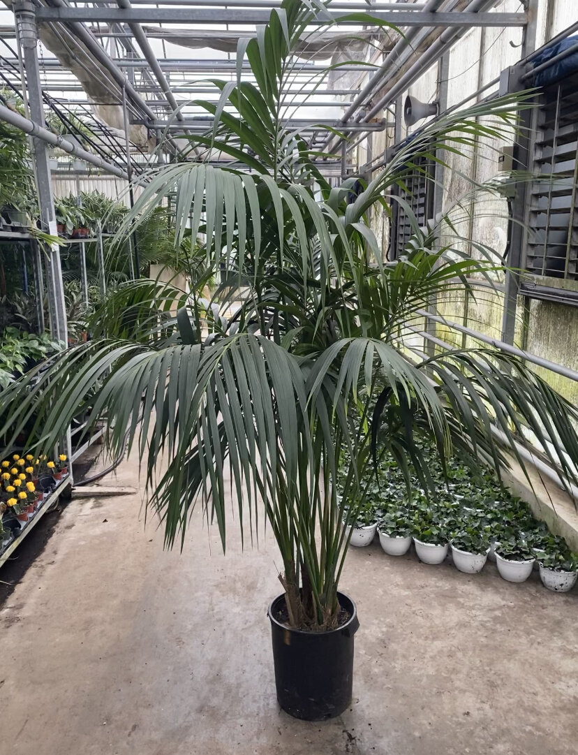 14" pot Hawaiian Kentia Palm 8' tall