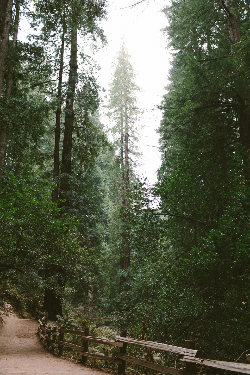 Muir Woods, Mill Valley, CA | Someplace Wild | www.someplacewild.com