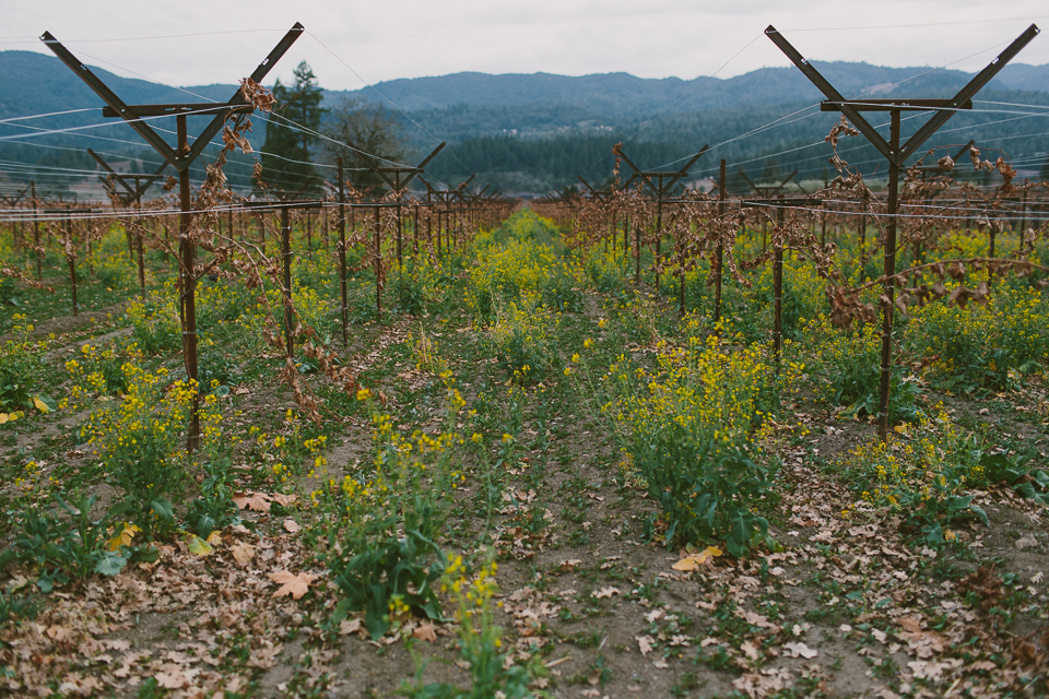 Vineyard Hopping, St Helena, CA | Someplace Wild | www.someplacewild.com