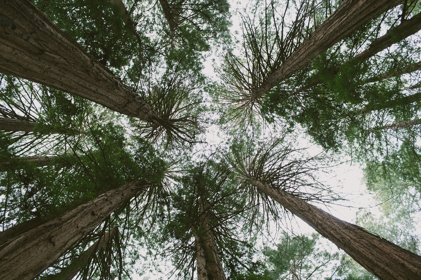 Muir Woods, Mill Valley, CA | Someplace Wild | www.someplacewild.com