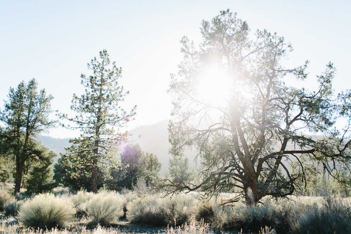 Los Padres National Forest