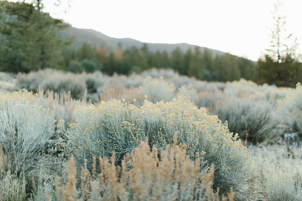 Los Padres National Forest California