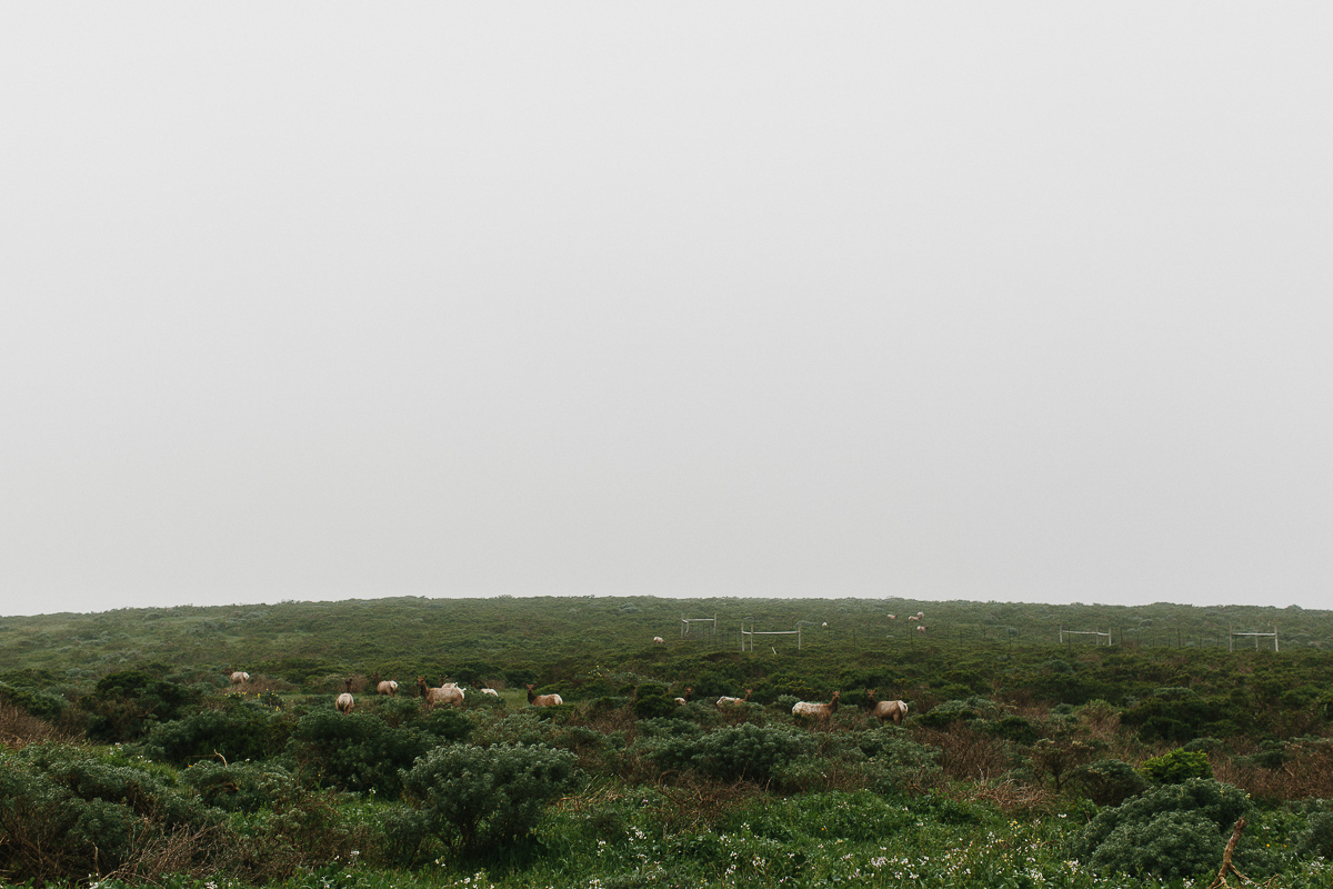 Point Reyes Adventure Engagement Photographer-7.jpg