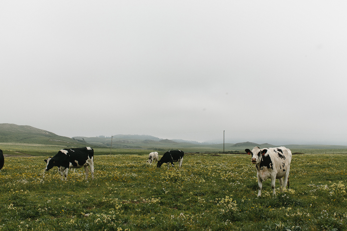 Point Reyes Adventure Engagement Photographer-61.jpg