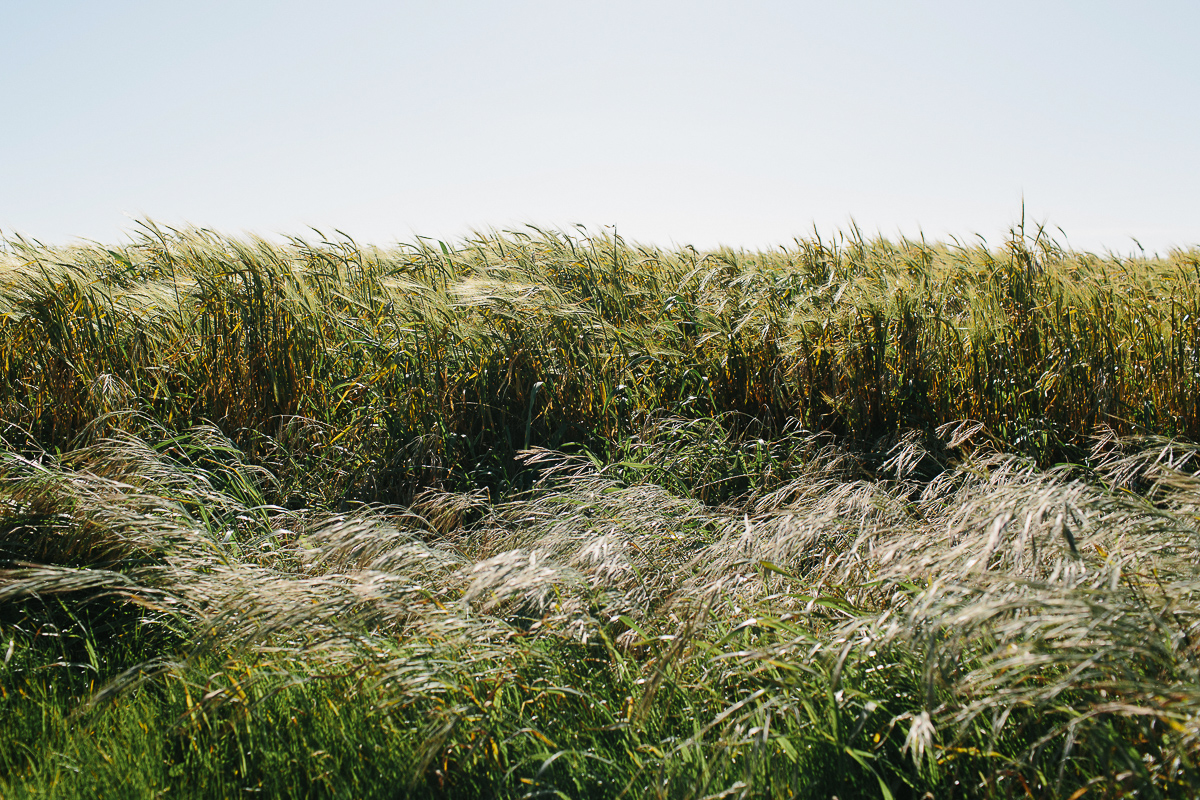 Point Reyes Adventure Wedding Photographer-136.jpg