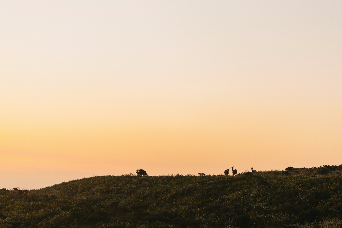 Point Reyes Adventure Wedding Photographer-343.jpg