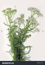 Yarrow