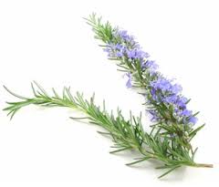 Rosemary