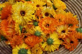 Calendula flowers