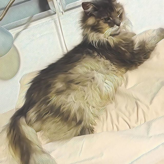 Solo first thing this morning 😸 #cats #catsofinstagram #cats_of_instagram