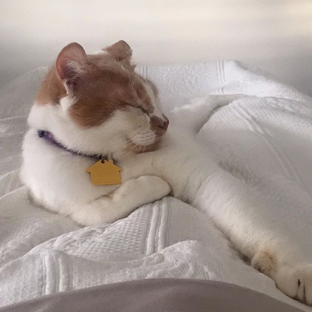 Dharma chilling out… 😺