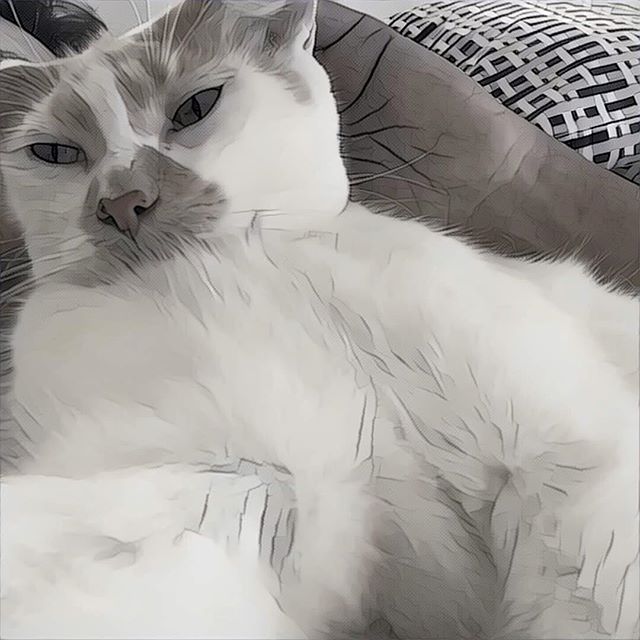 Dharma early in the morning
#cat, #cutecat, #feline, #fourleggedfriend, #fourleggedlove