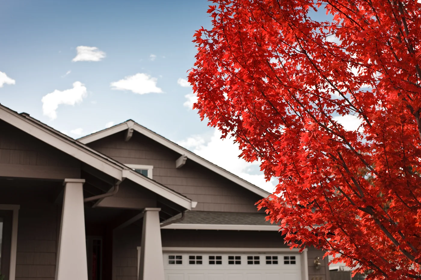 BV_RX_redleaves_002_v1_LR_iPad.jpg