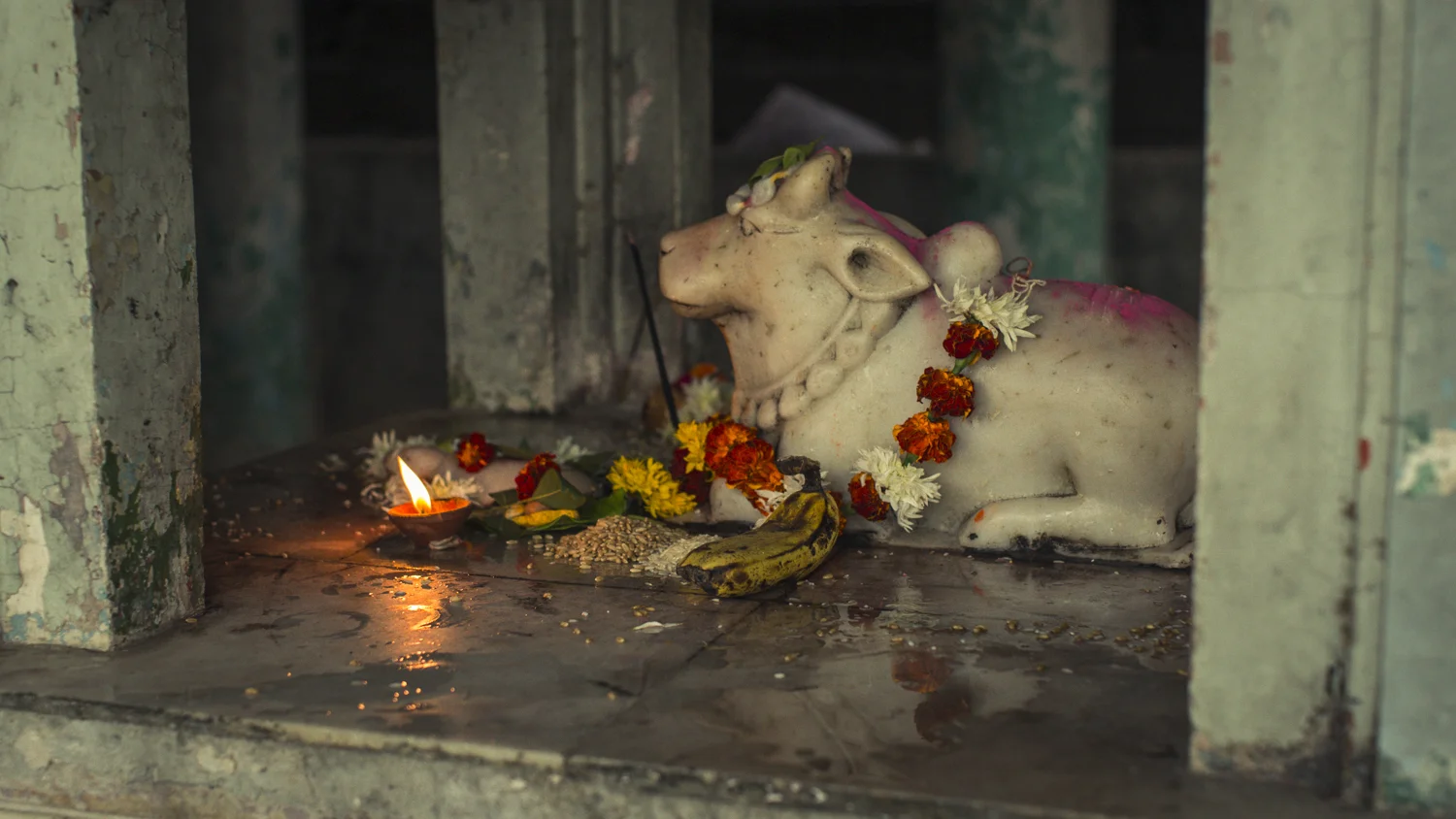 Sacred cow.jpg