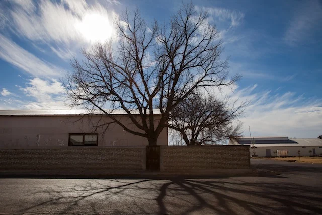 Tree Marfa.jpg