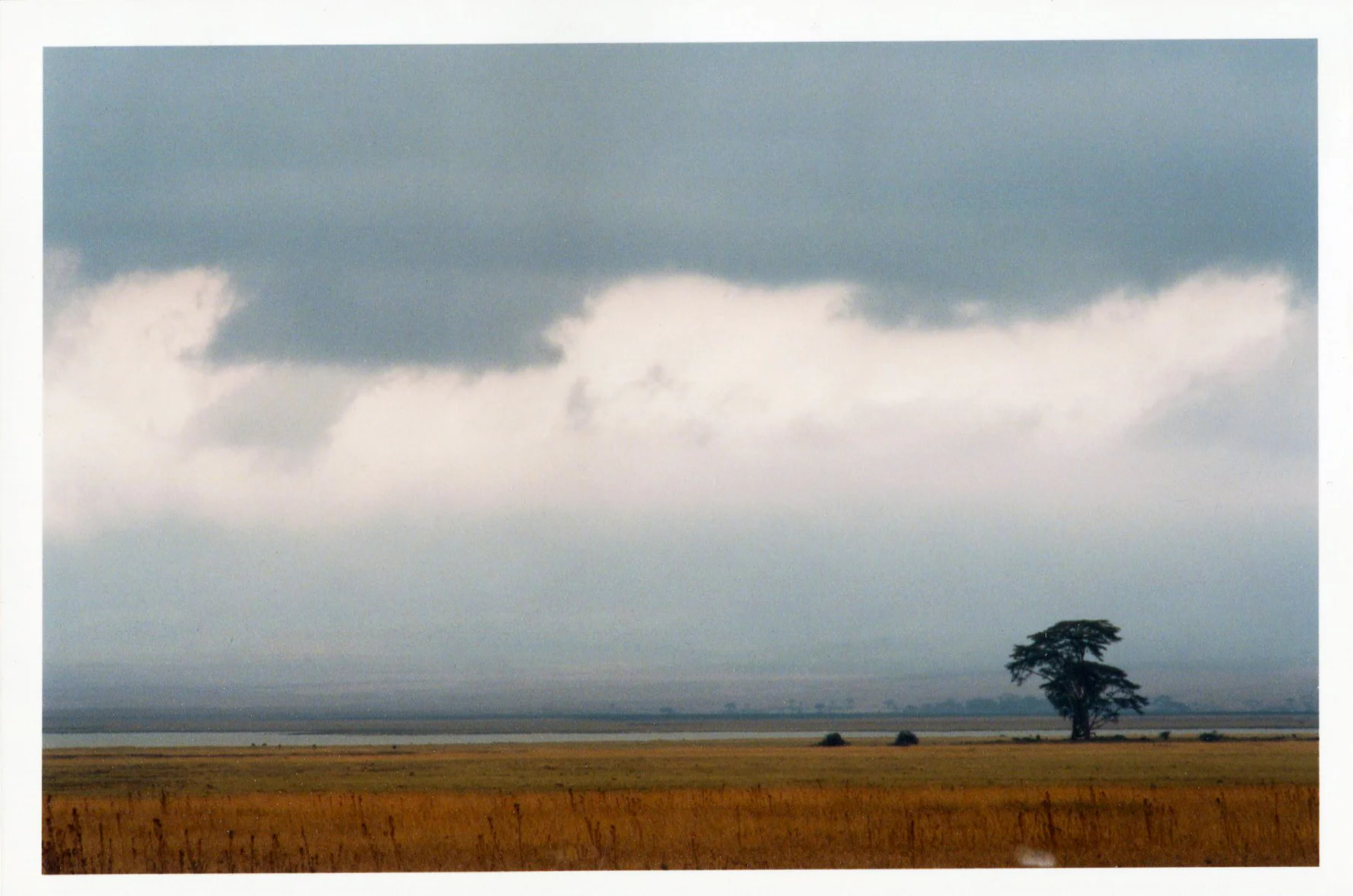 Africa tree tanz140.jpg