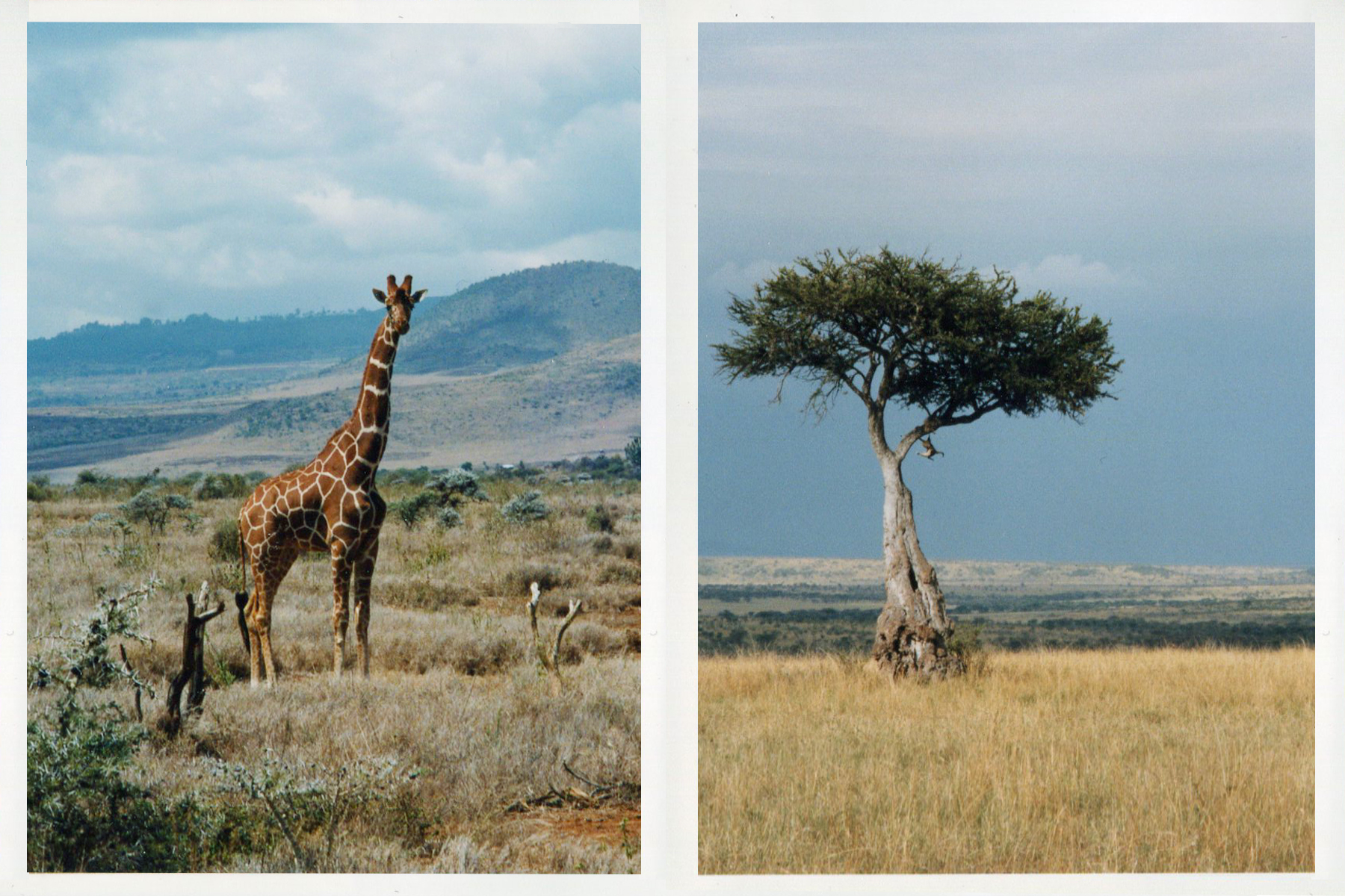 group with giraffe.jpg