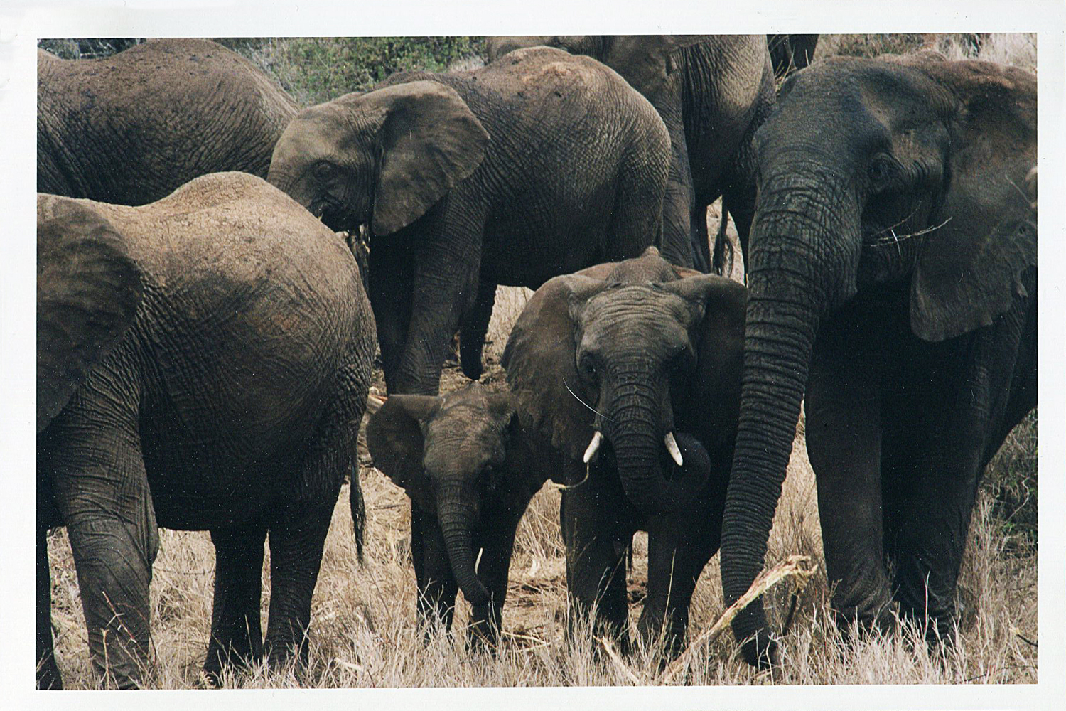 Africa elephants Kenya144.jpg