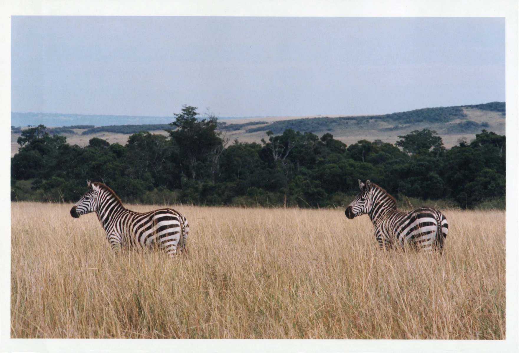 Africa Zibra Kenya B.jpg