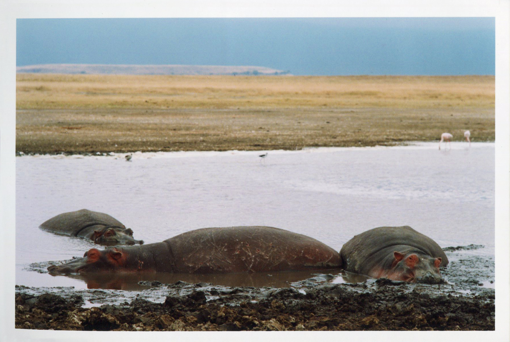 Africa hippoTanz139.jpg