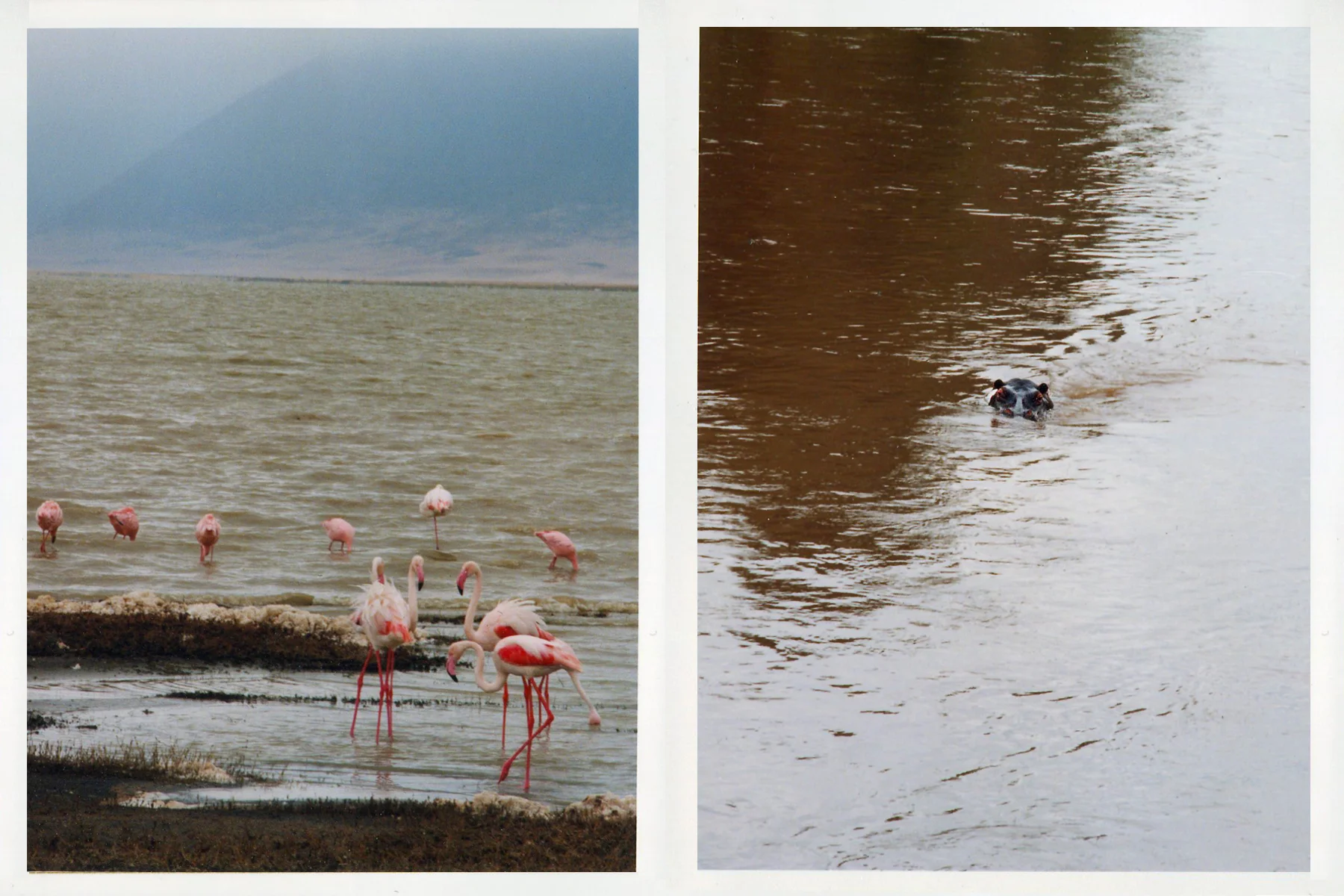 Group Pelican and.jpg