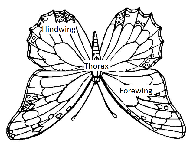 Upside down butterfly. Showing "doctrine of signatures" to the daphragm, paracardium, lungs. Image altured by the author.