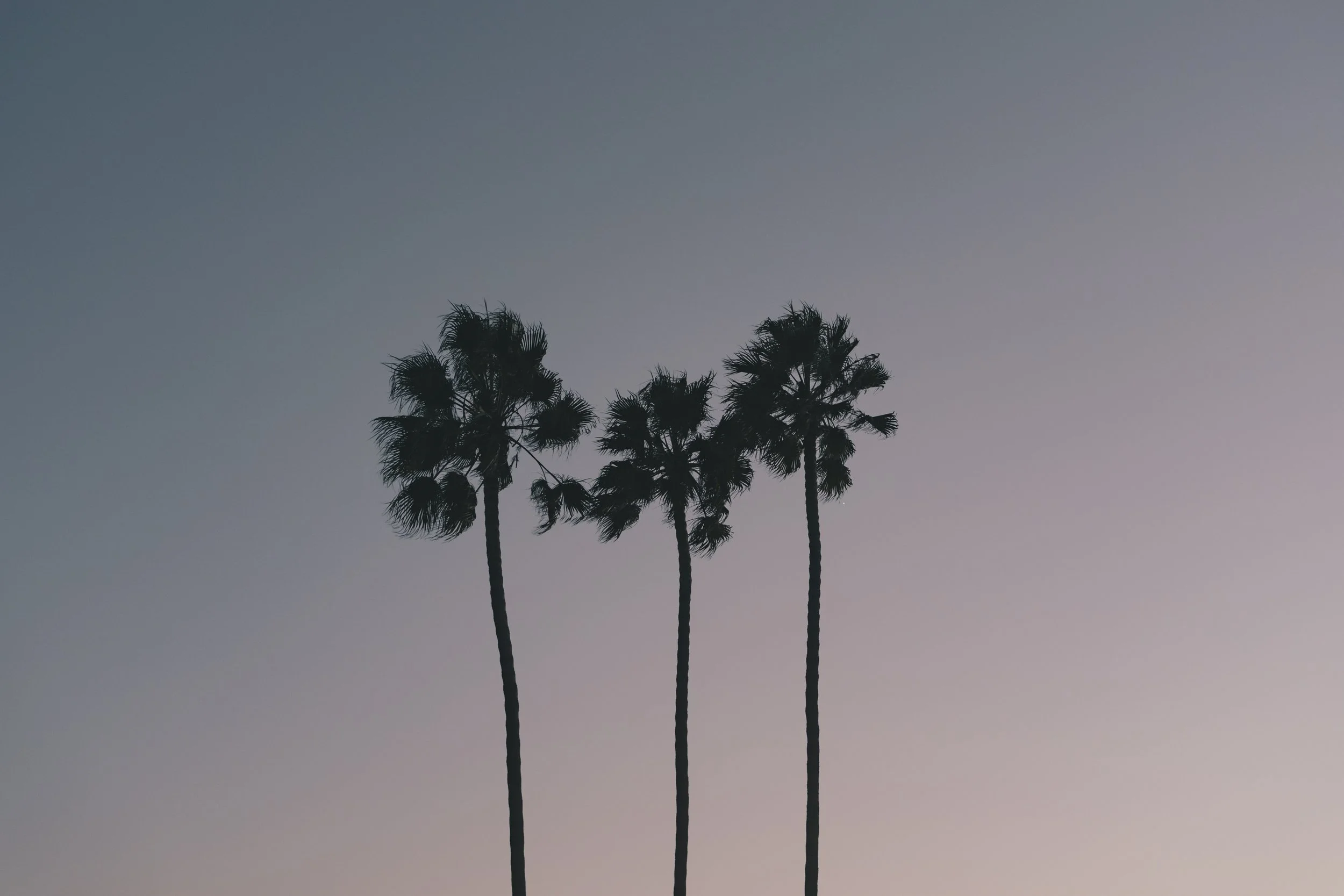 3 Palms At Dusk.jpg