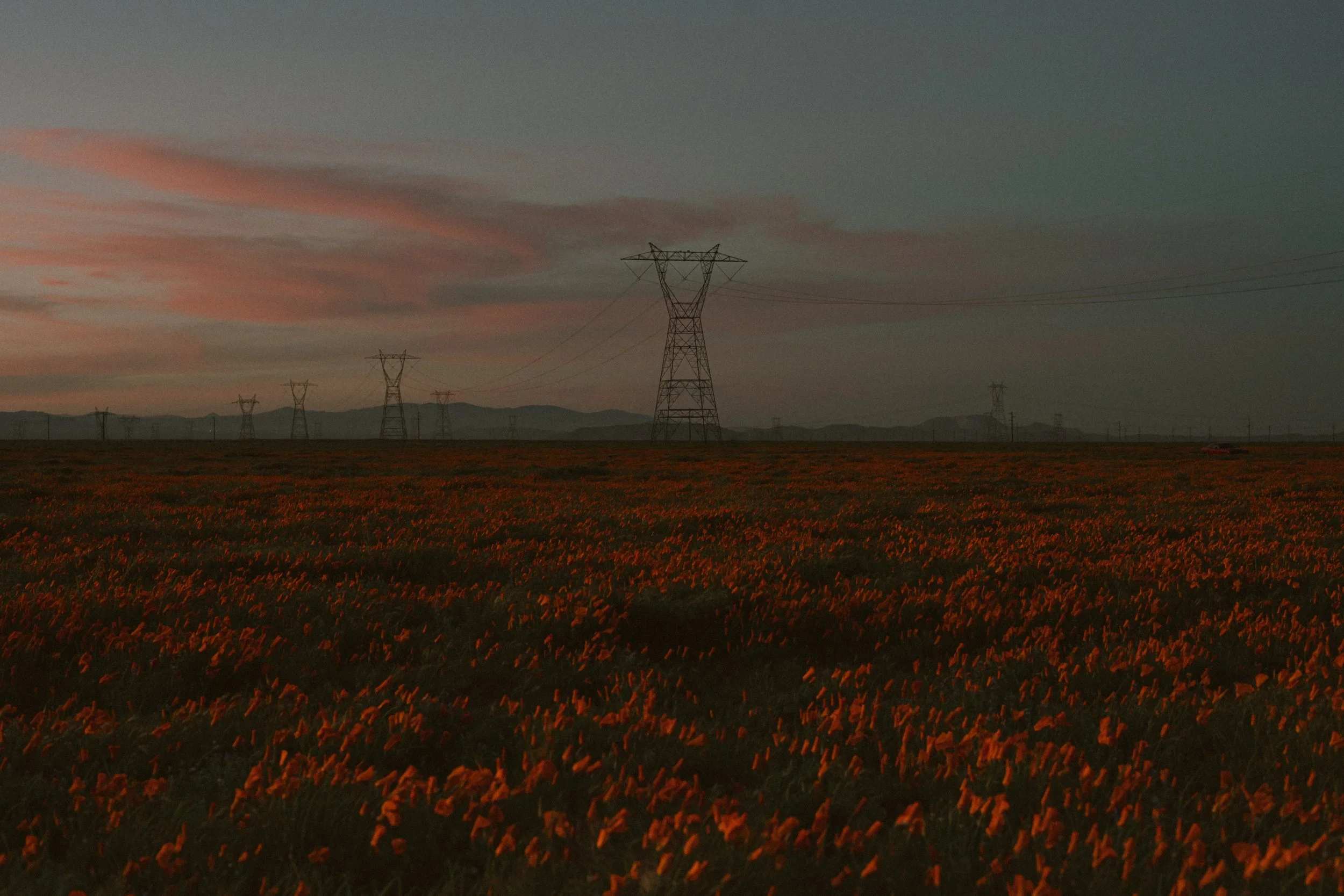 Poppy Fields At Dusk.jpg