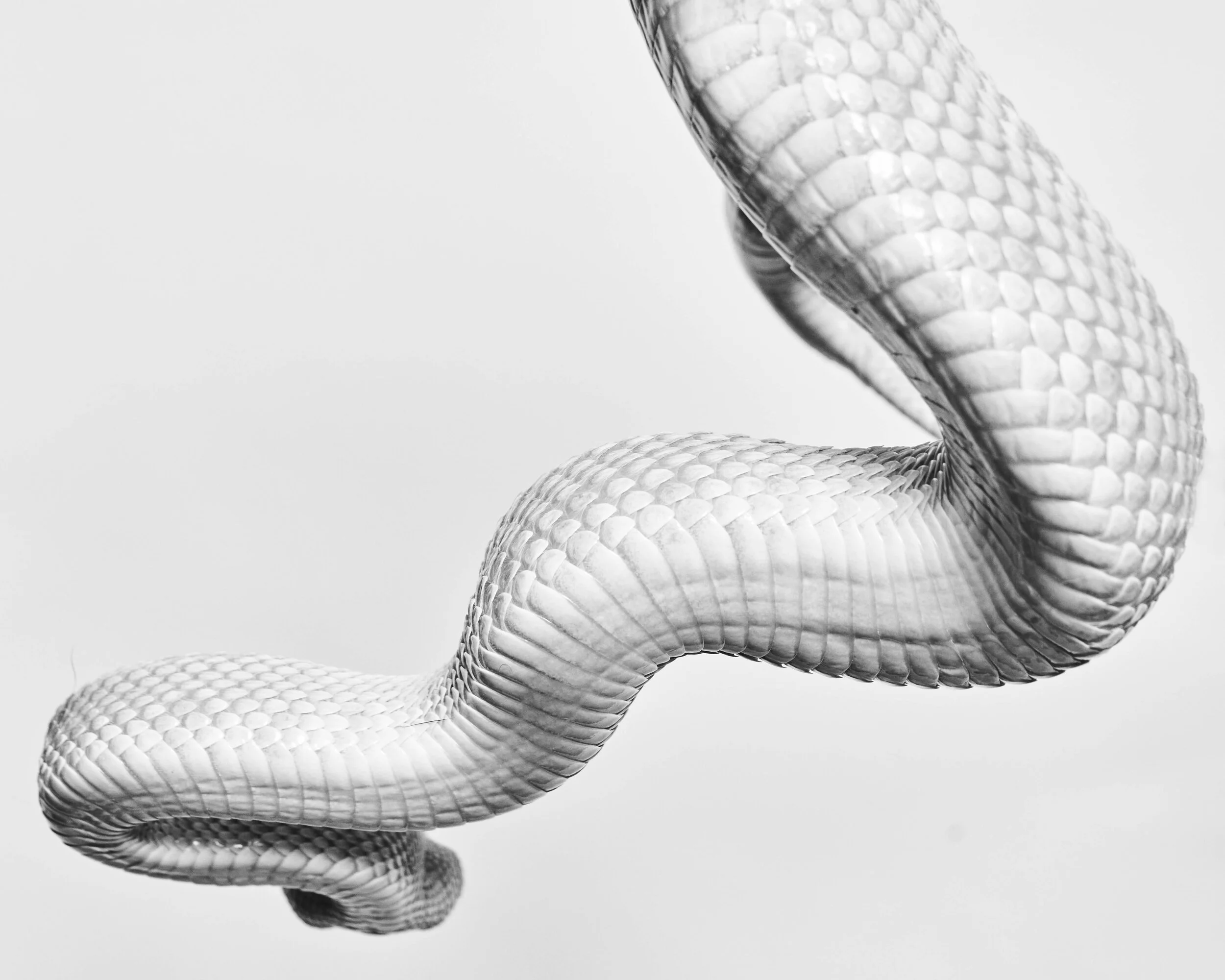 121320_Snakes_DaniWall1233.jpg