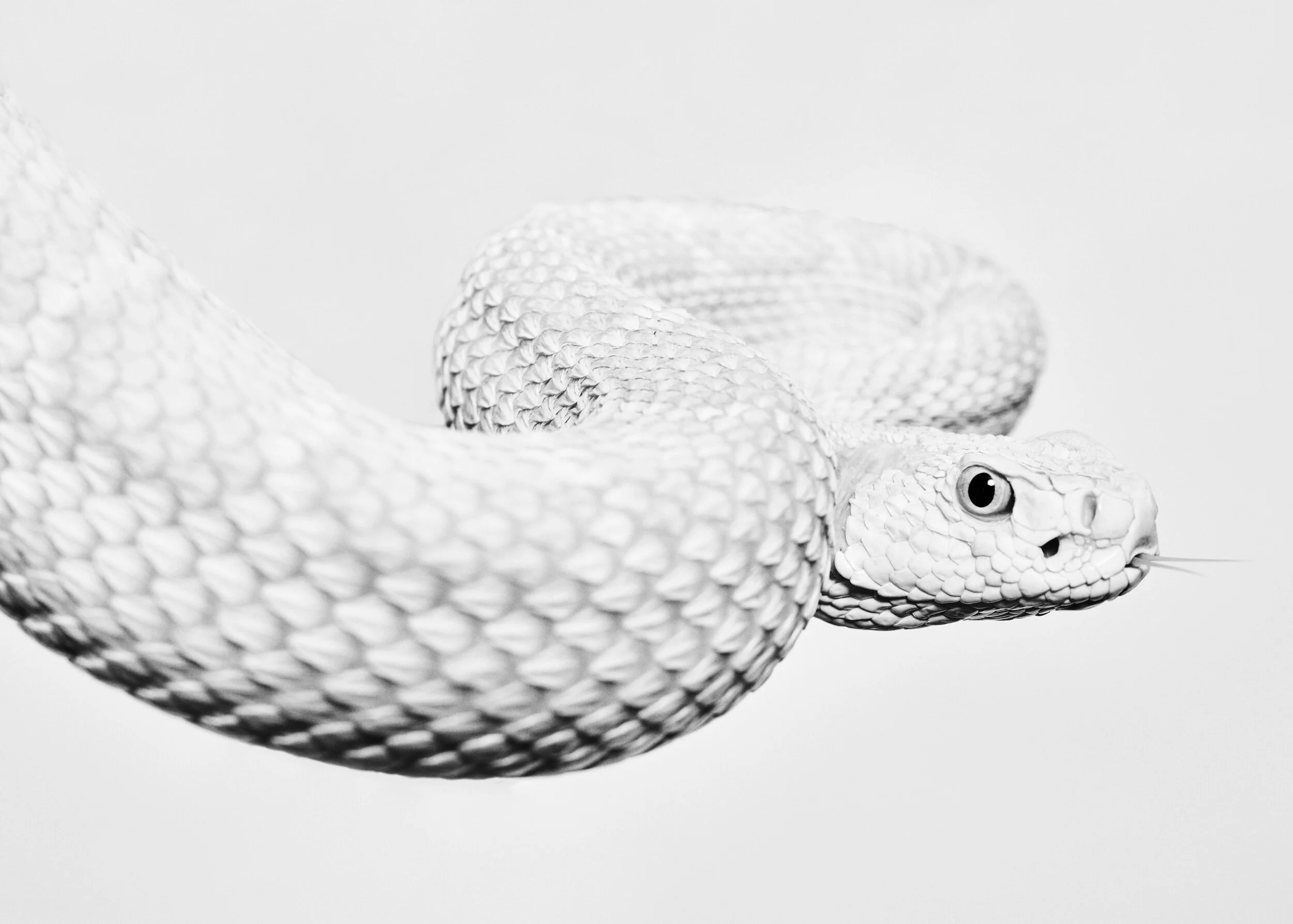 121320_Snakes_DaniWall1304.jpg