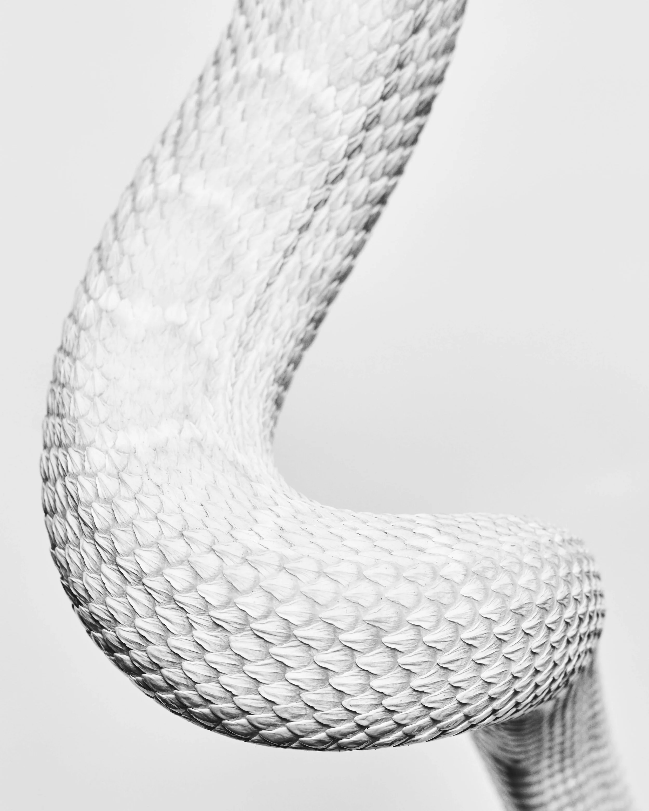 121320_Snakes_DaniWall1330.jpg