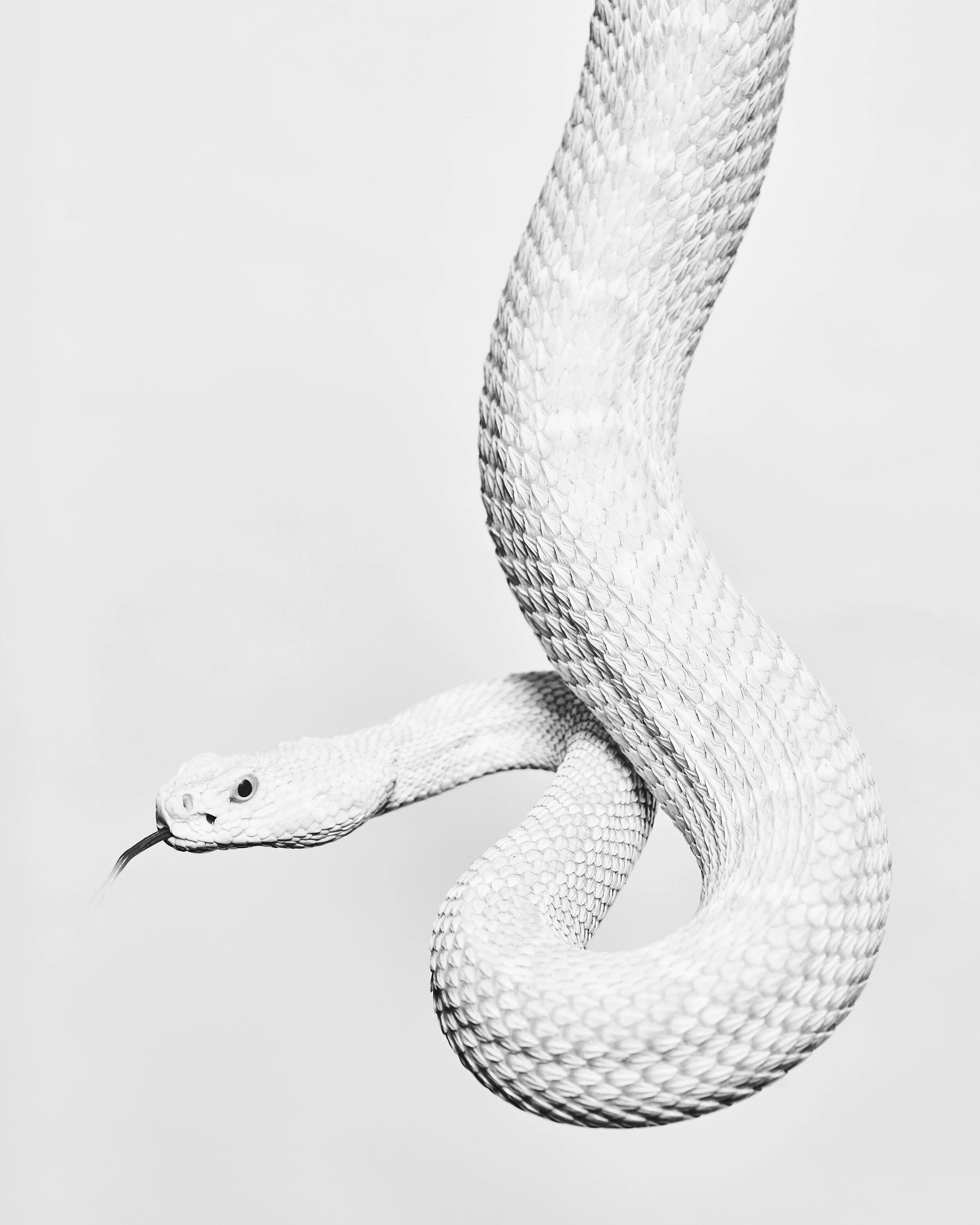 121320_Snakes_DaniWall1339.jpg