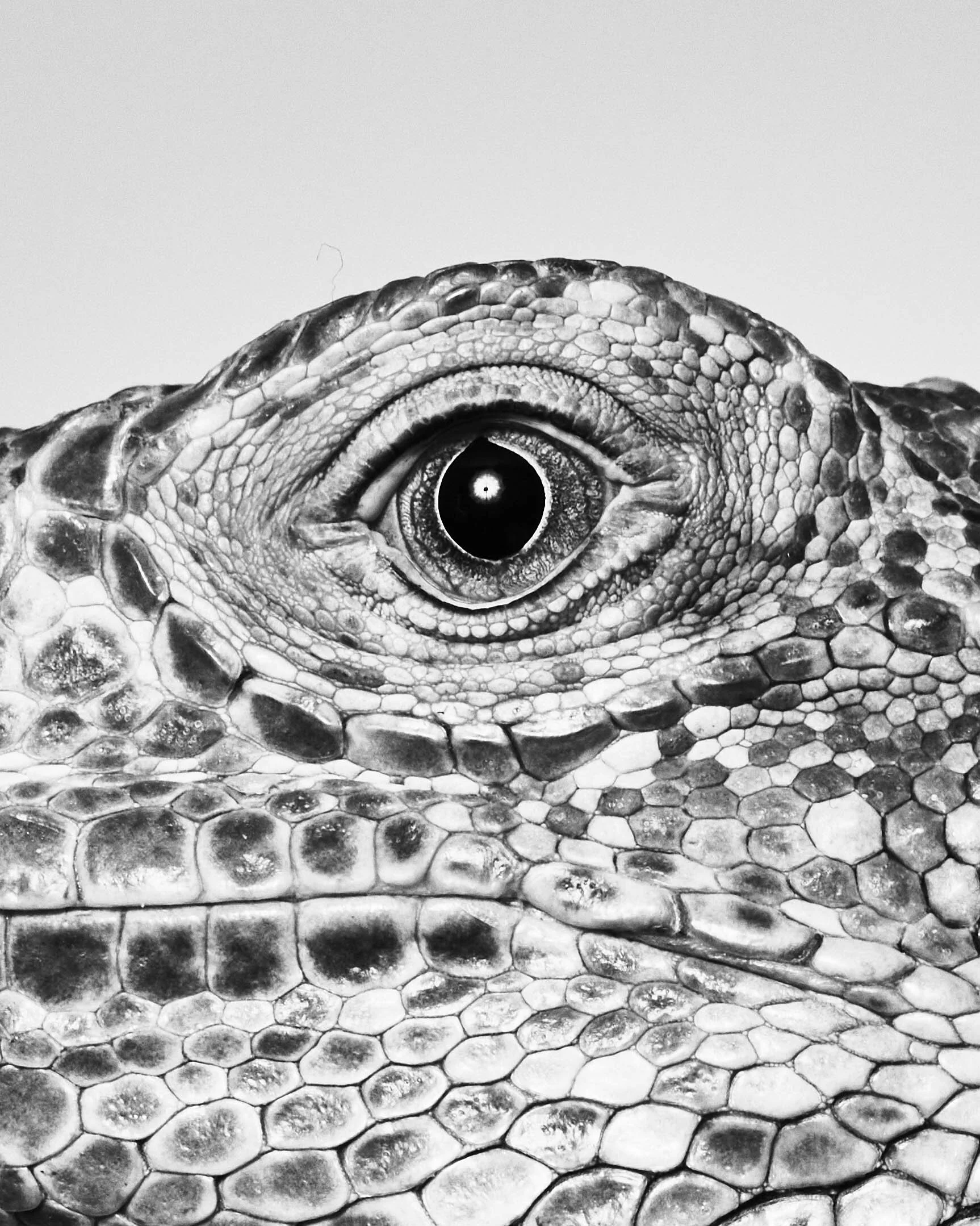 121320_Snakes_DaniWall0013.jpg
