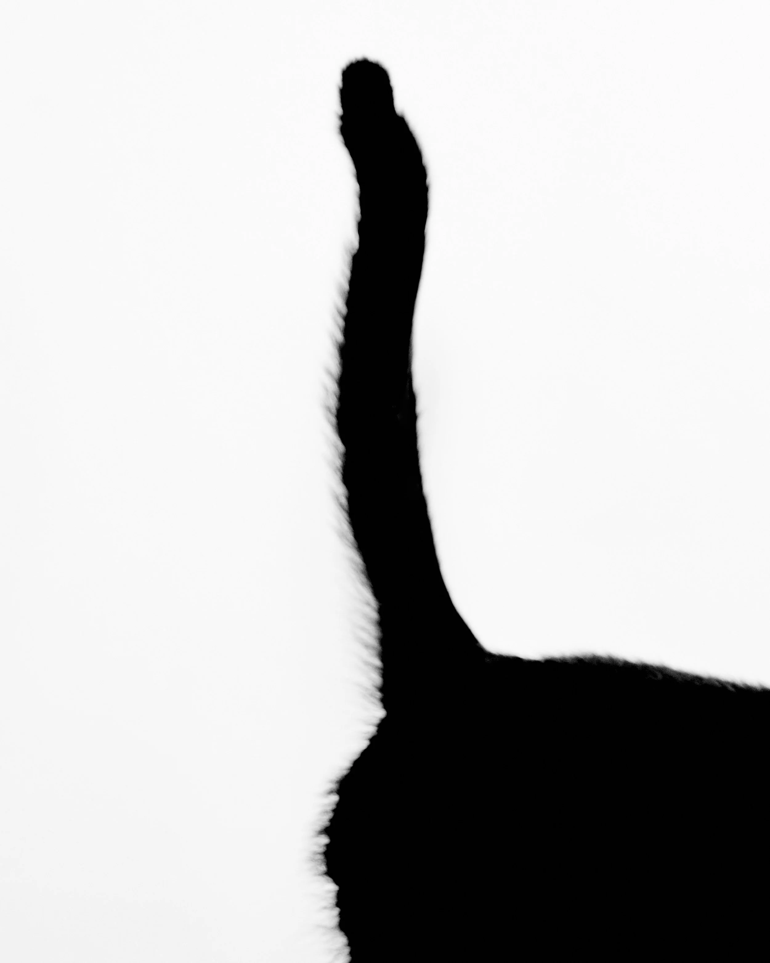 062620_Henry_Cat0026.jpg