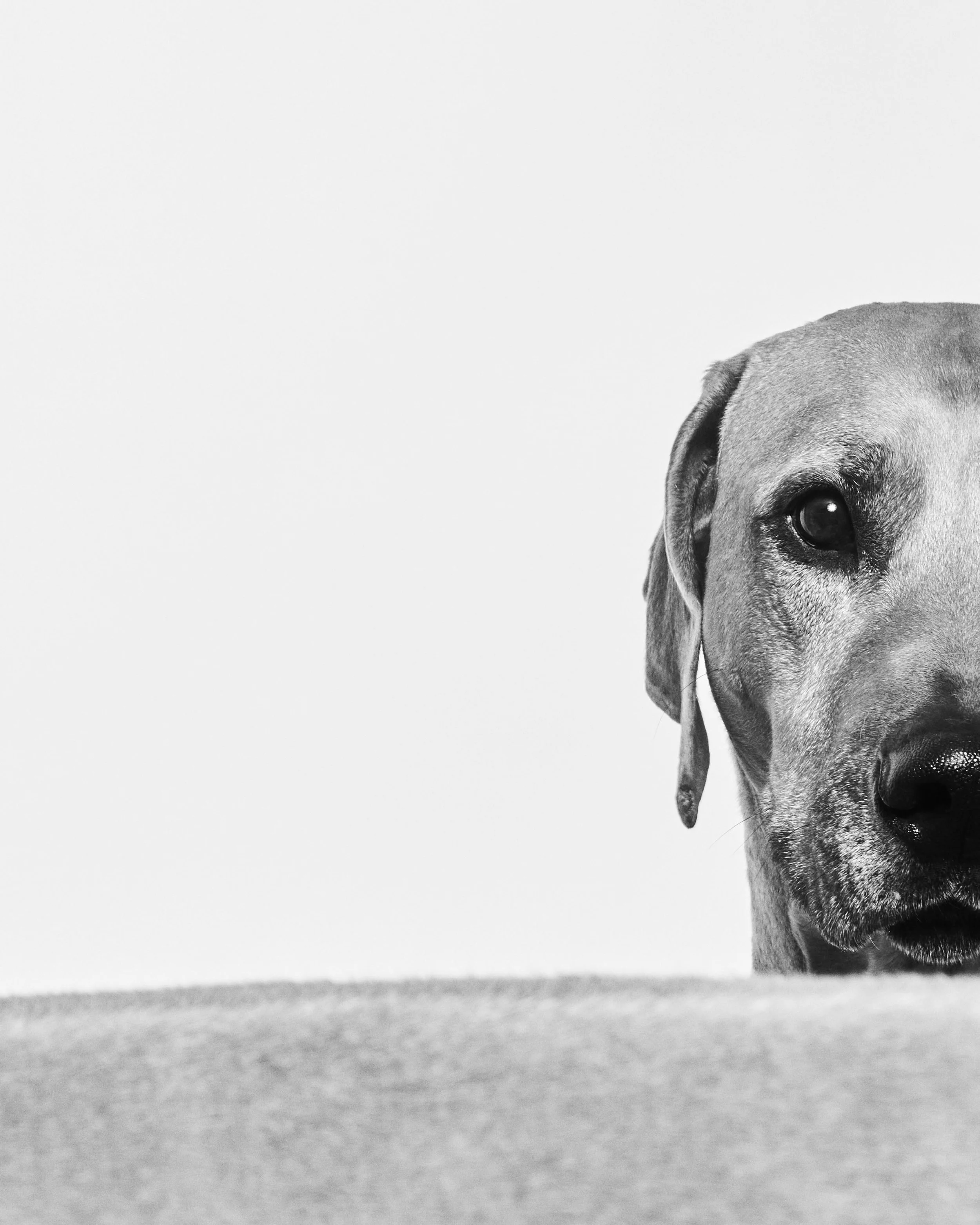 100321_KellyBushNovak_Dogs7889 copy.jpg