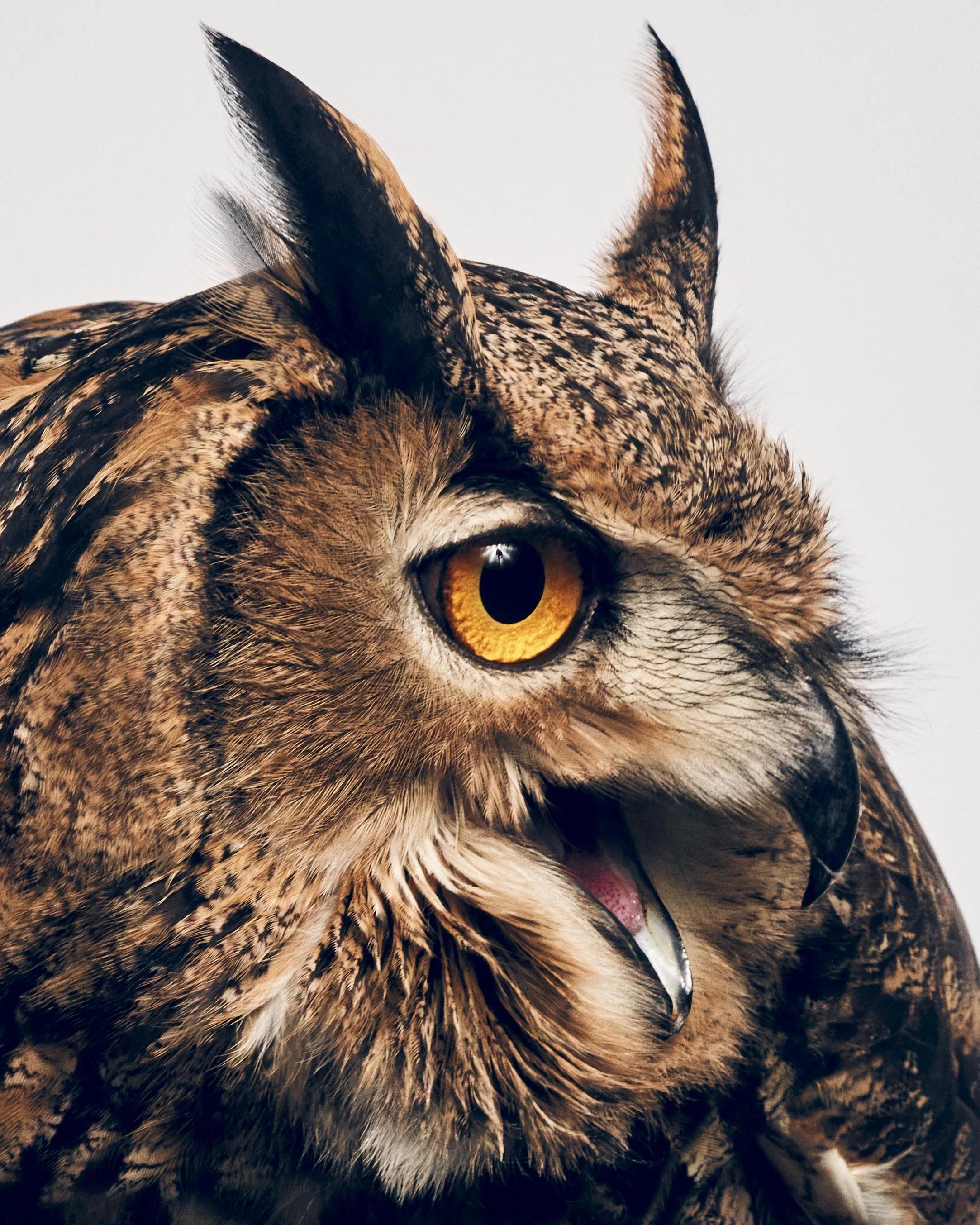 020722_AvianBehavior_3_EurasianEagleOwl_005 1 copy.jpg