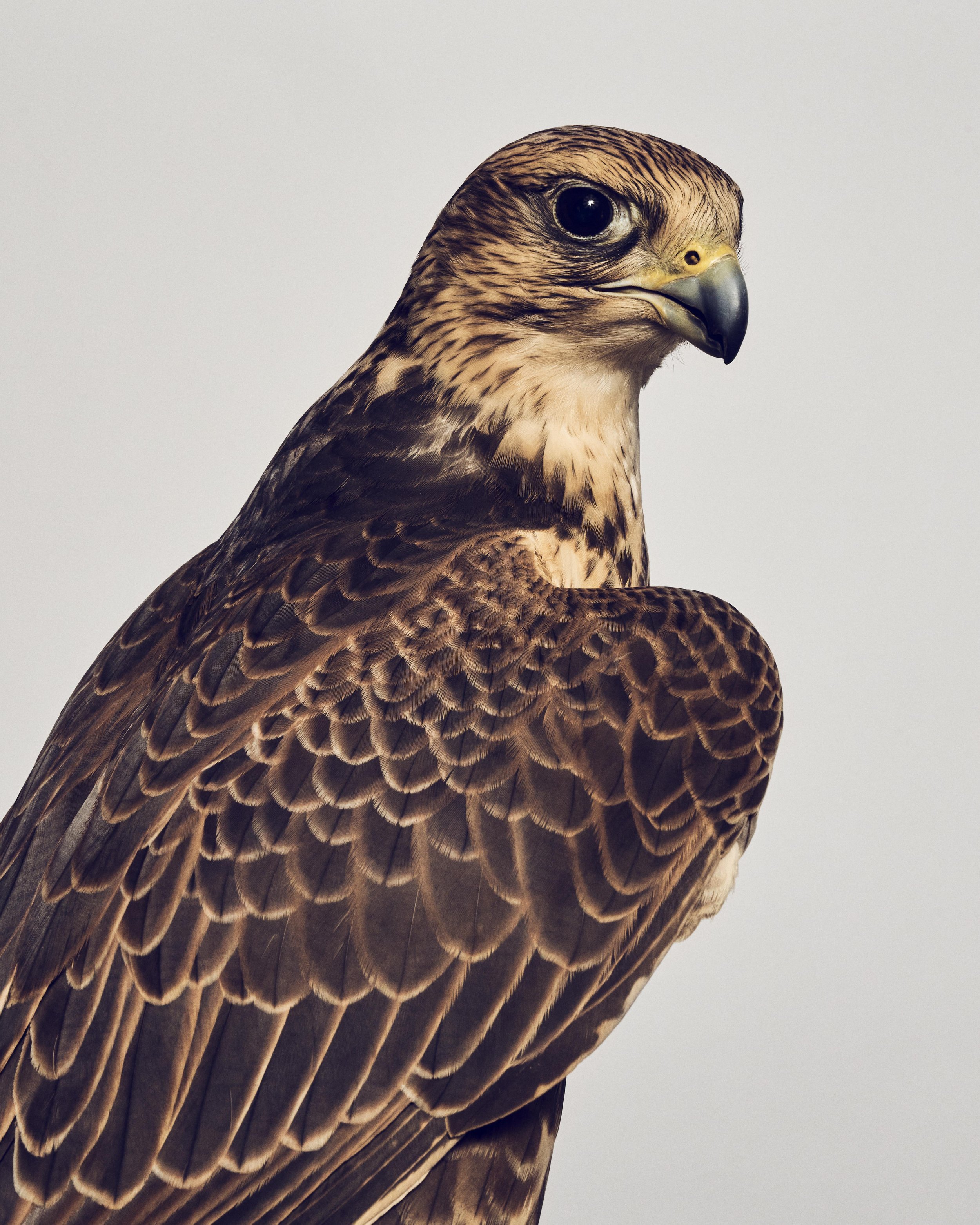 020722_AvianBehavior_11_Halley_SakerFalcon_068 copy.jpg