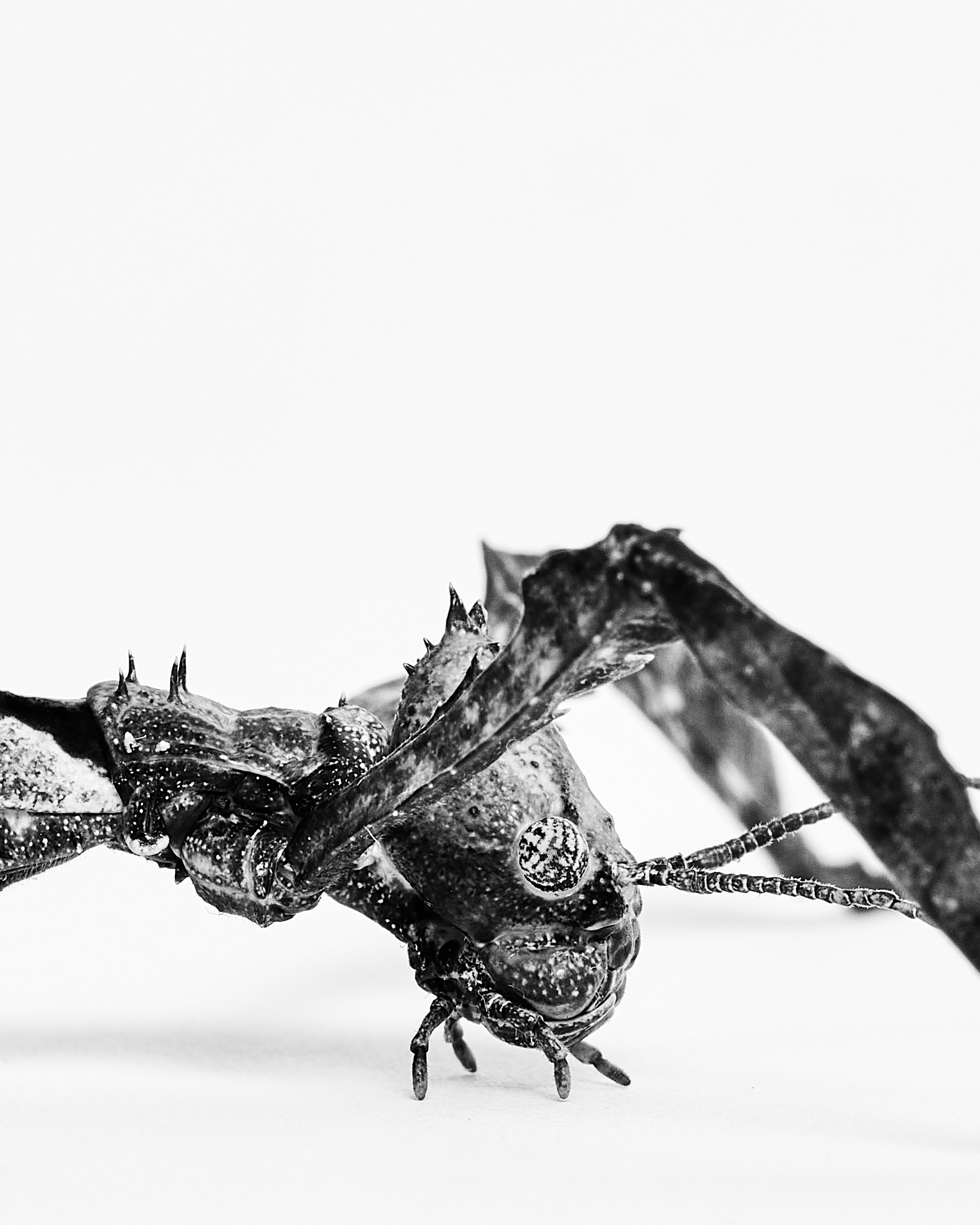 052522_NHM_Insects_4_AustralianWalkingStick_024 copy.jpg