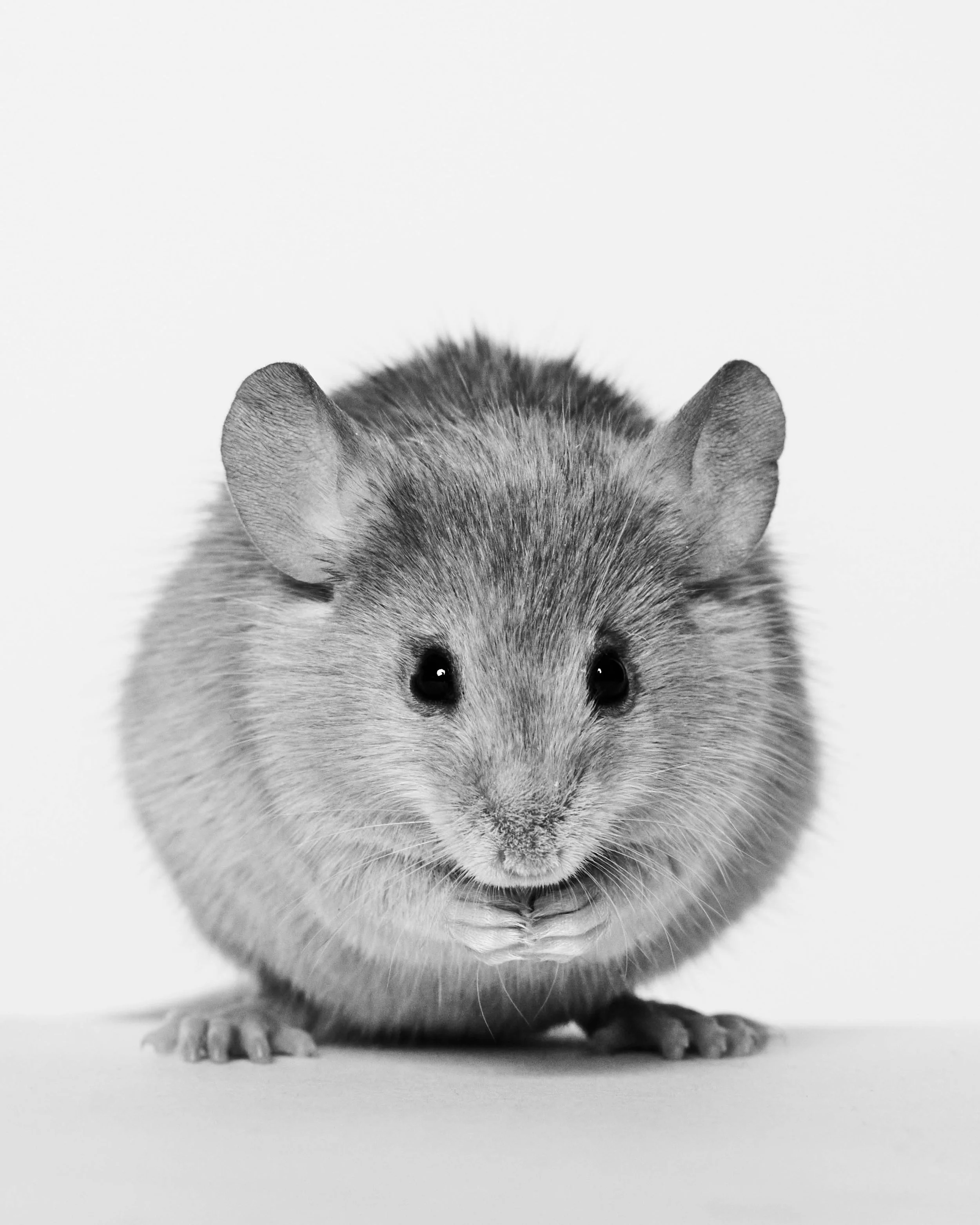 042222_TheAtlantic_Animals_1_Mice_0014 copy.jpg