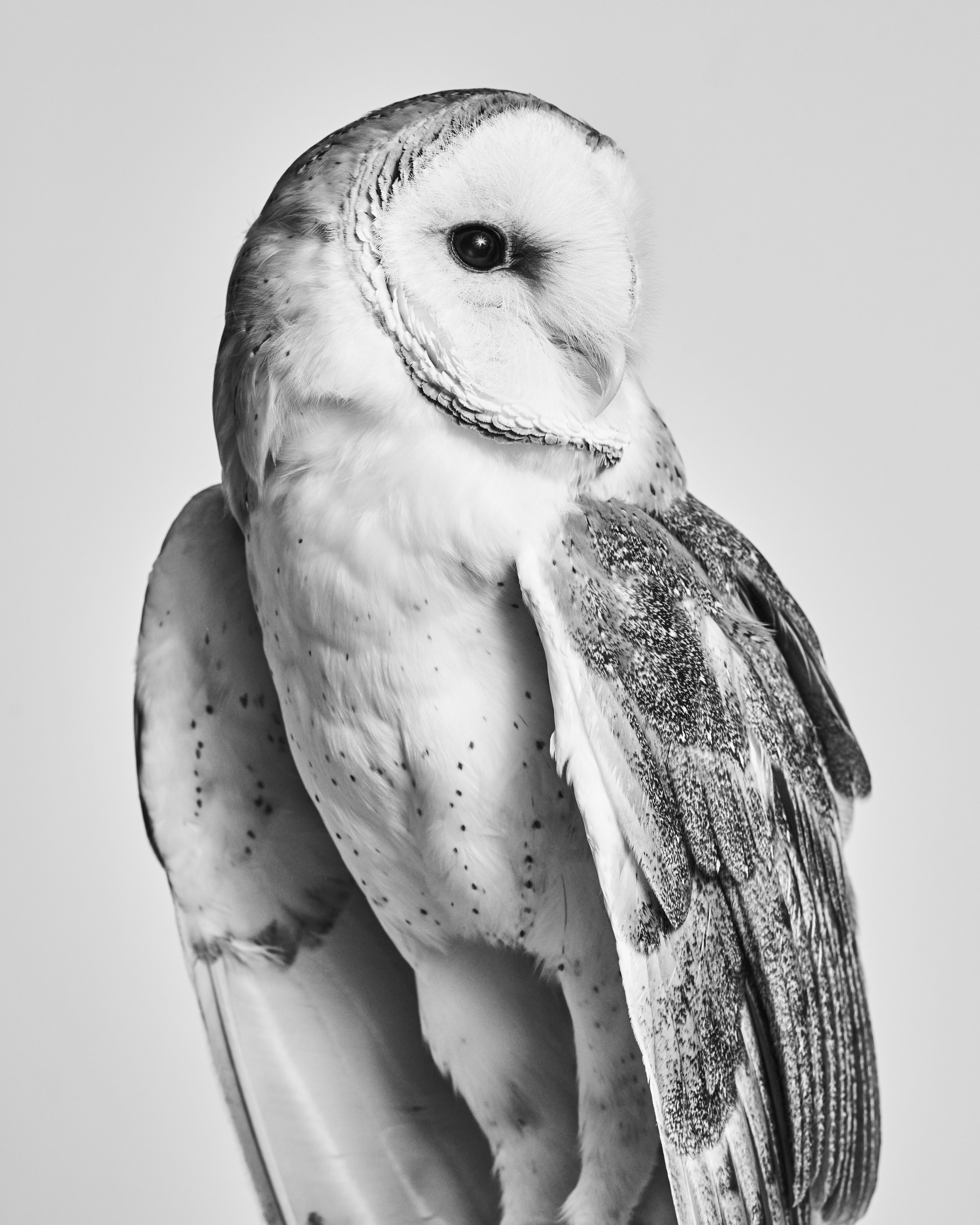 042222_TheAtlantic_Animals_BarnOwl_001 1 copy.jpg