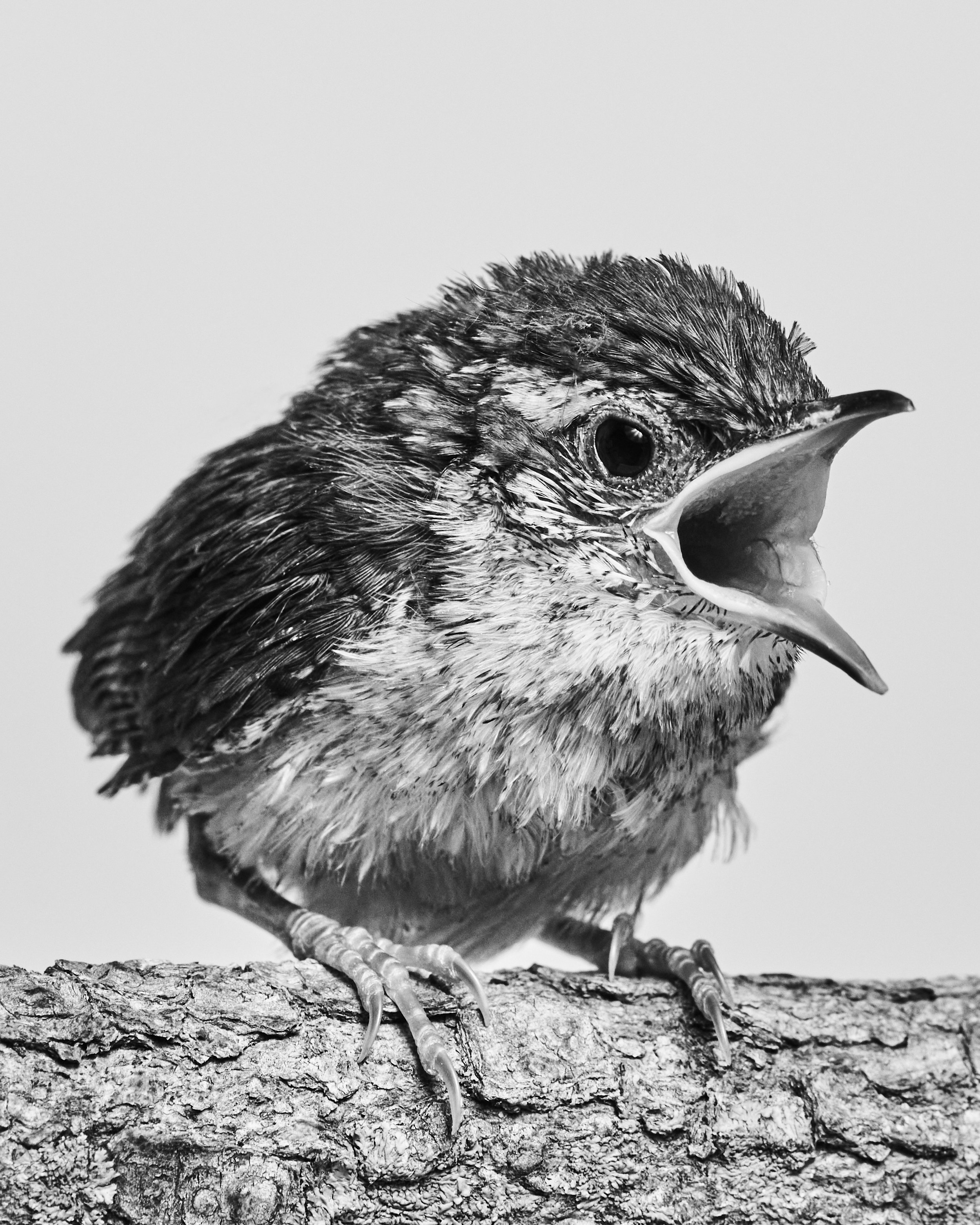 042222_TheAtlantic_Animals_Wren_003 1 copy.jpg