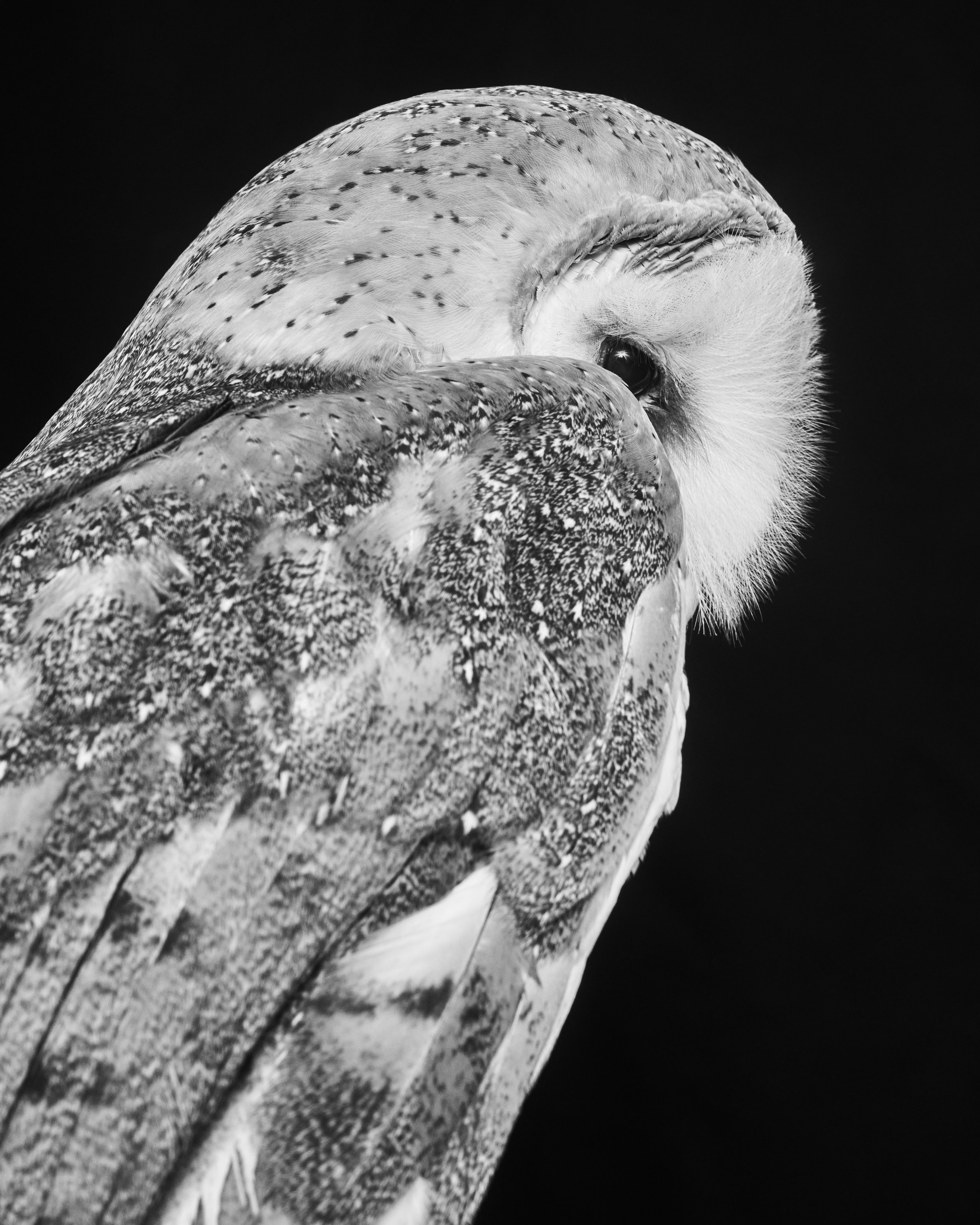 042222_TheAtlantic_Animals_BarnOwl_015 1 copy.jpg